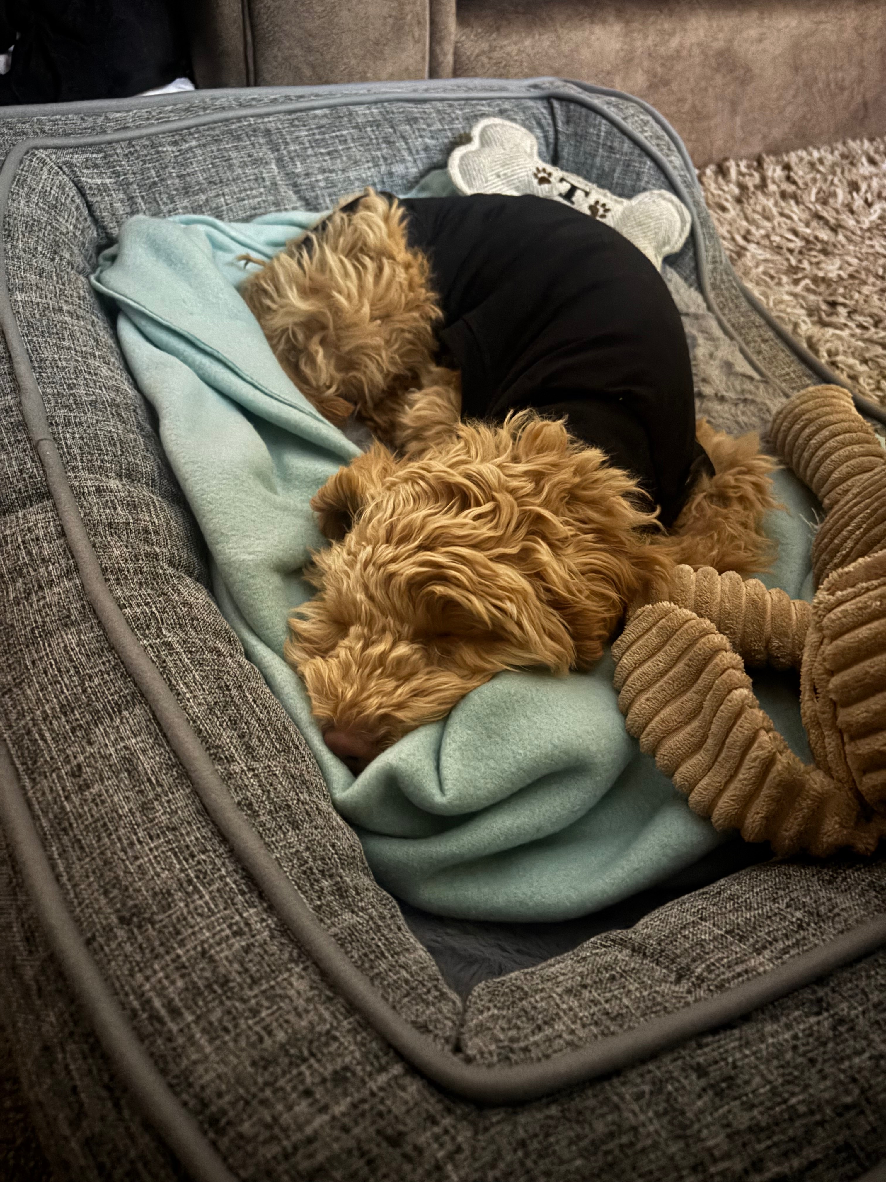 Help Towards The Emergency Surgery That Saved Teddies Life campaign photo, 6 of 8