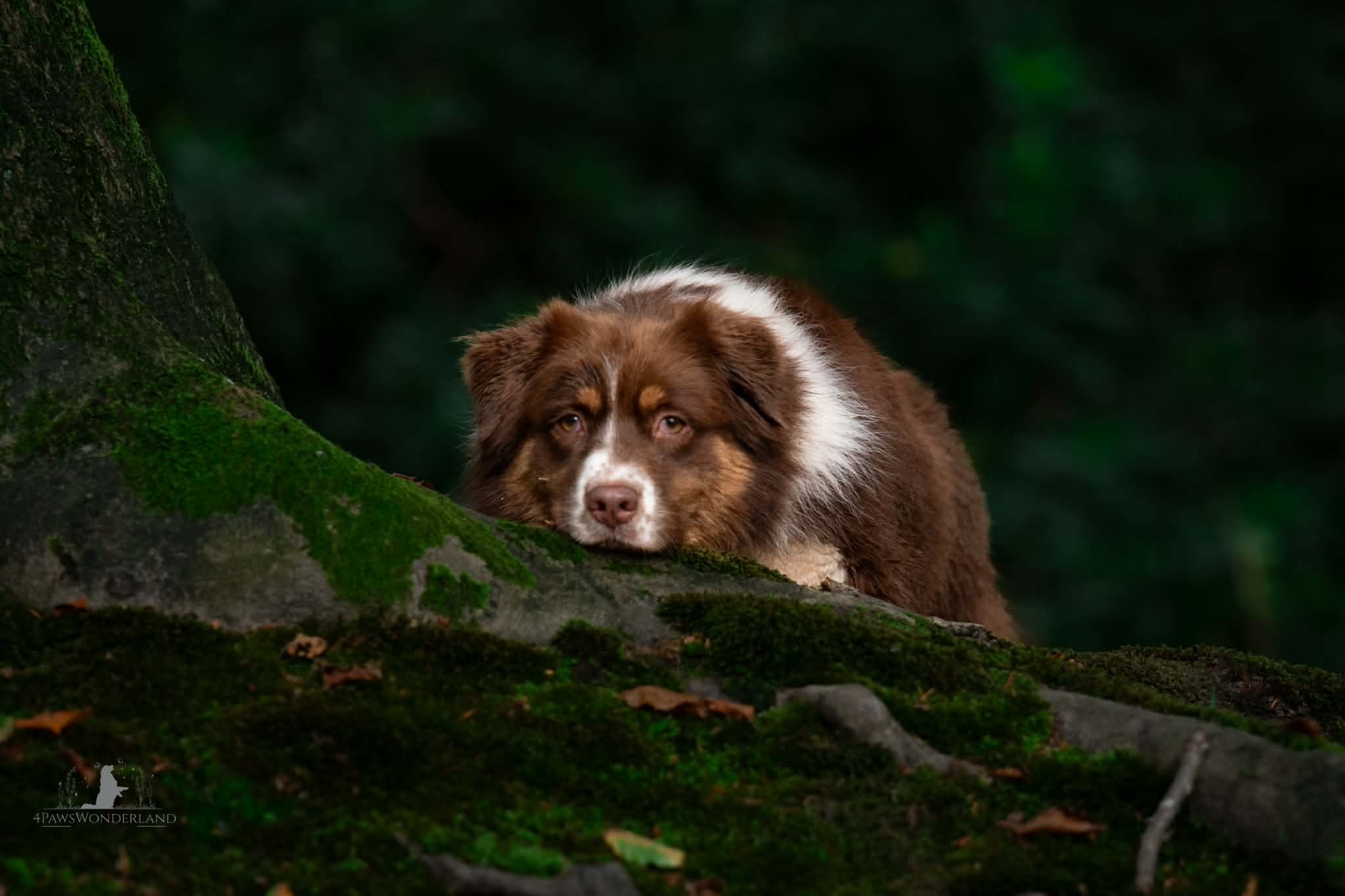 Foto van campagne Help Maple verder in haar strijd tegen kanker ❤️, 6 van 7