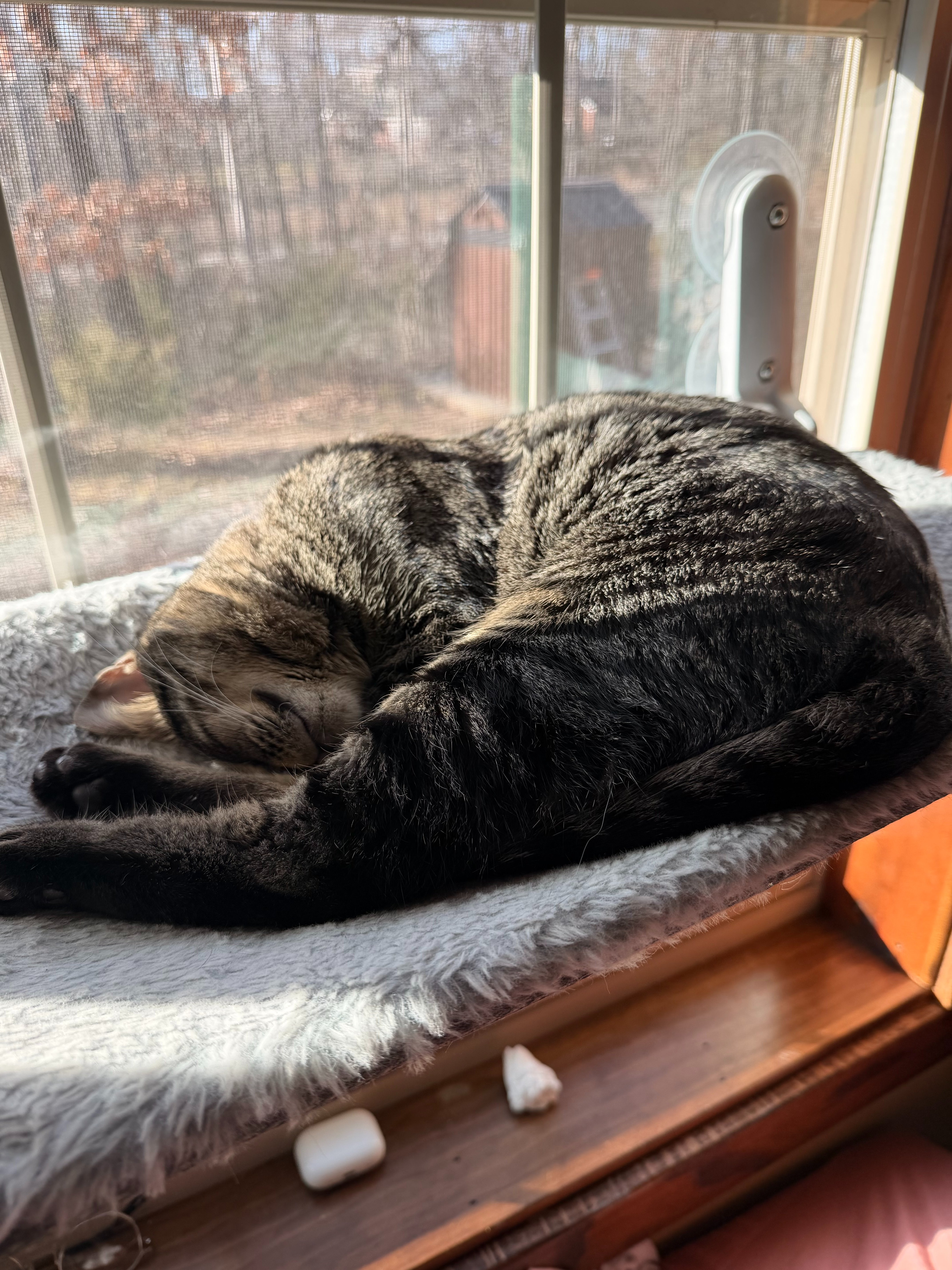 Help Artie Get Life-Saving Surgery campaign photo, 2 of 7