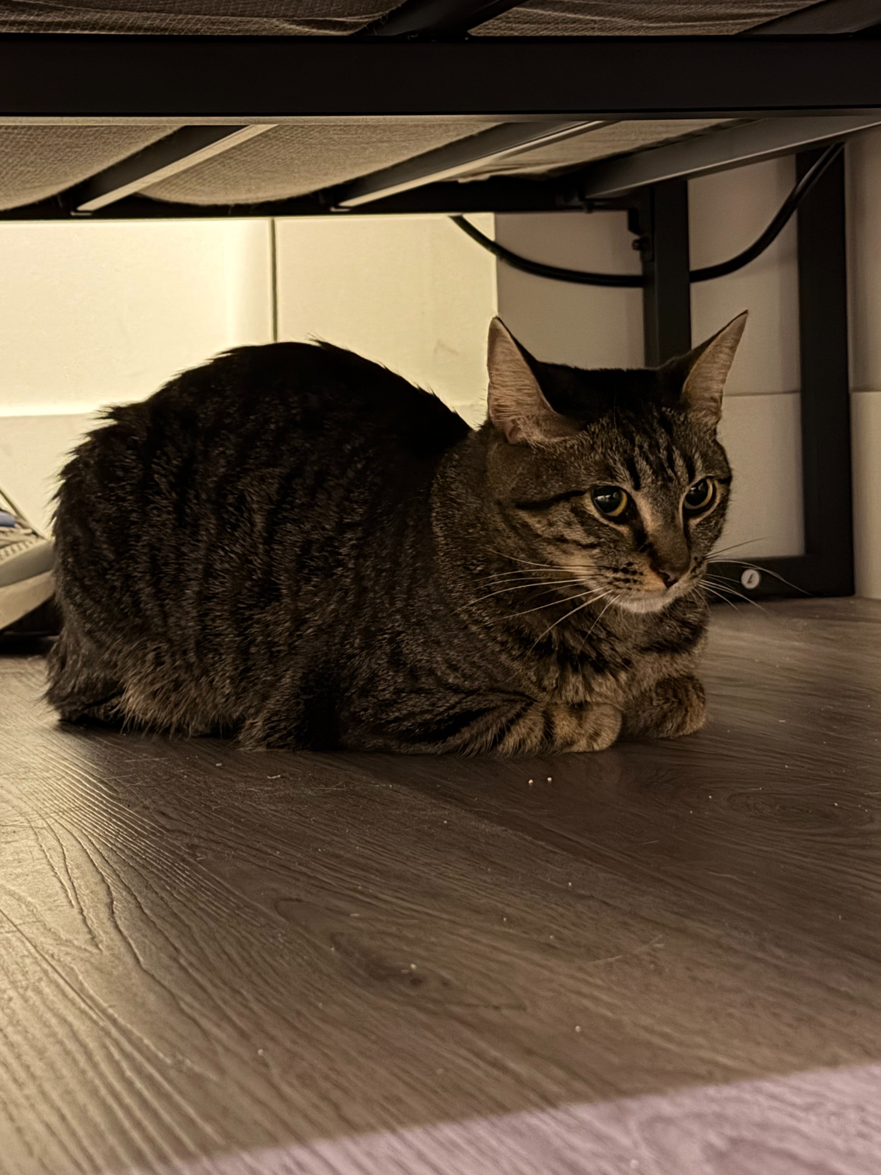 Help Artie Get Life-Saving Surgery campaign photo, 5 of 7