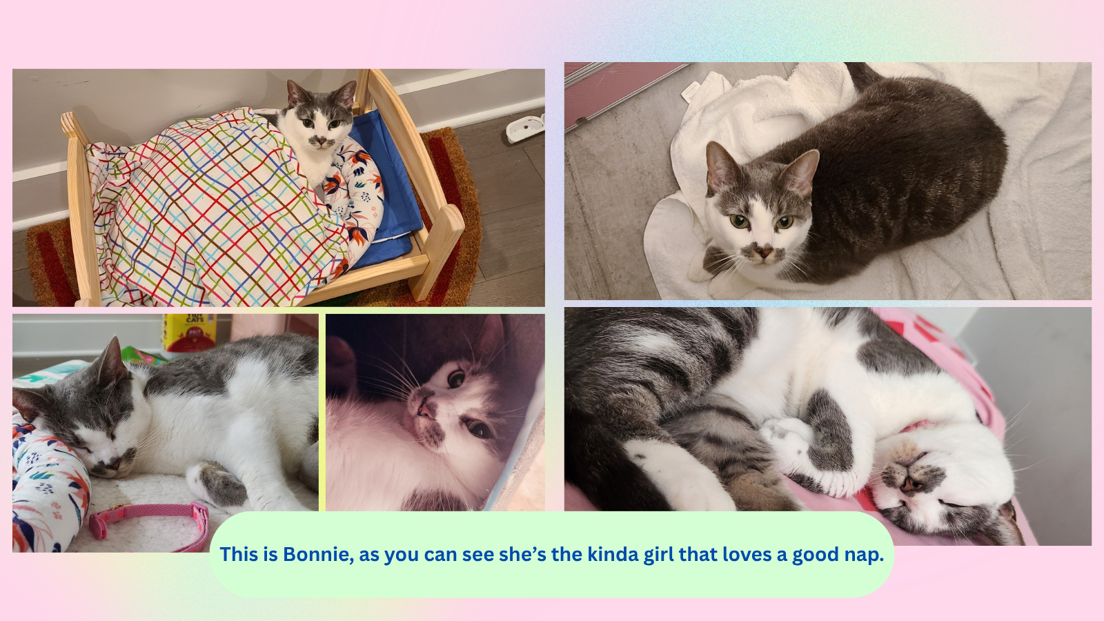 Support Bonnie's Recovery and Care campaign photo, 5 of 6