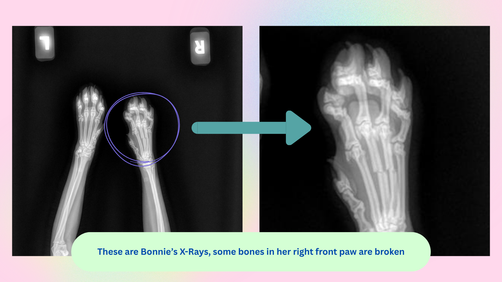 Support Bonnie's Recovery and Care campaign photo, 2 of 6