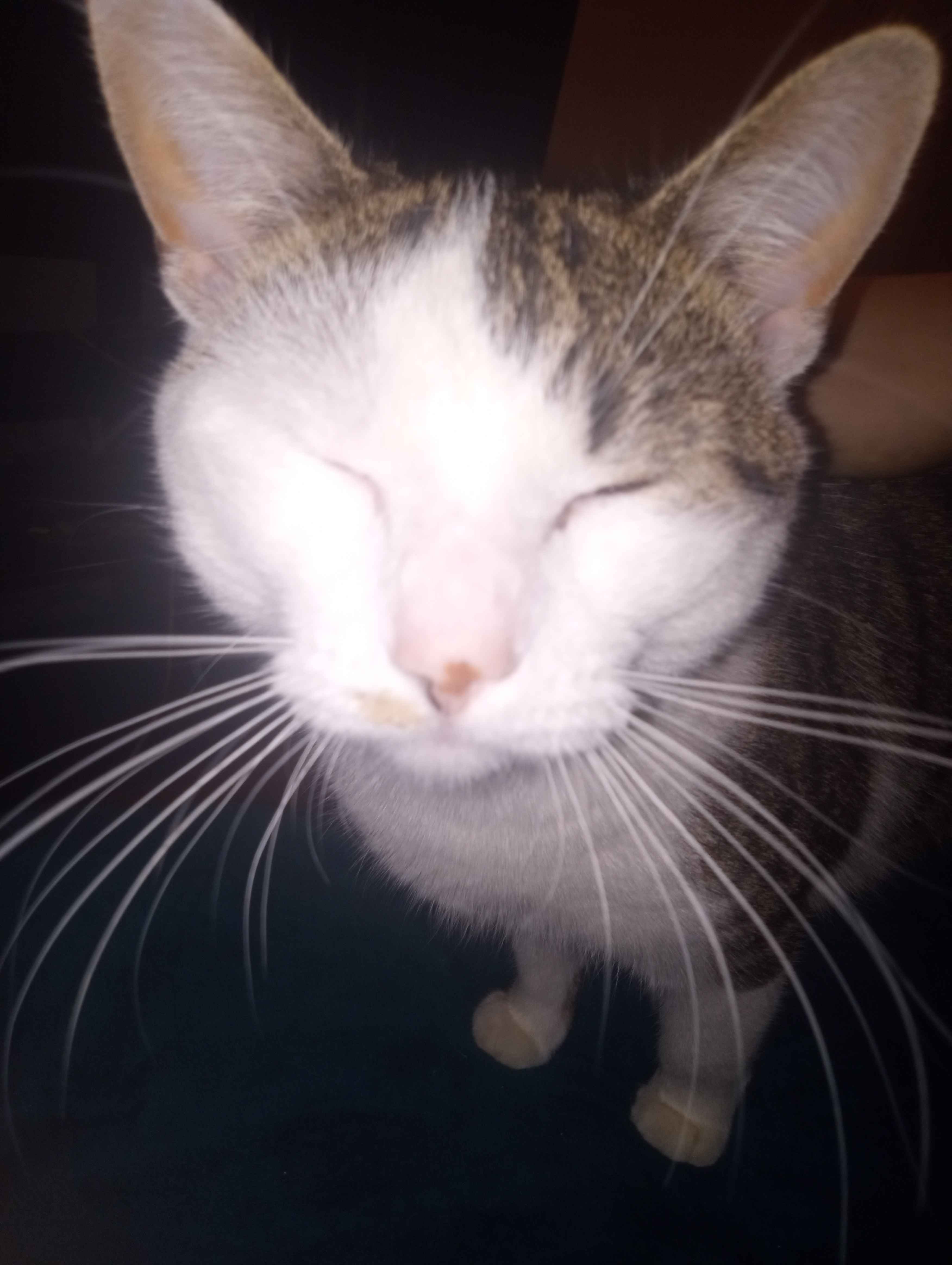 Support Kat's Move to a Loving Home campaign photo, 7 of 8