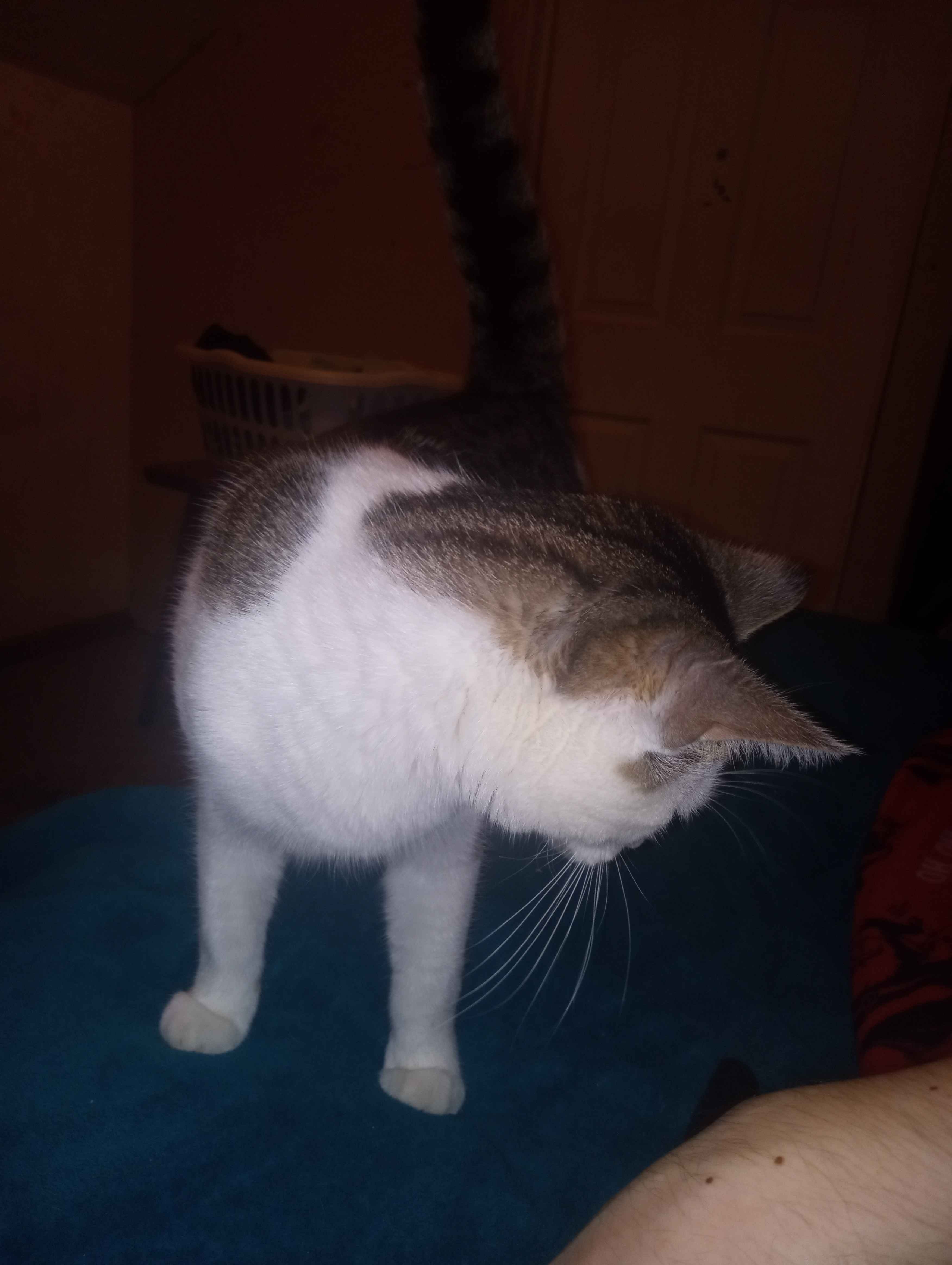 Support Kat's Move to a Loving Home campaign photo, 4 of 8