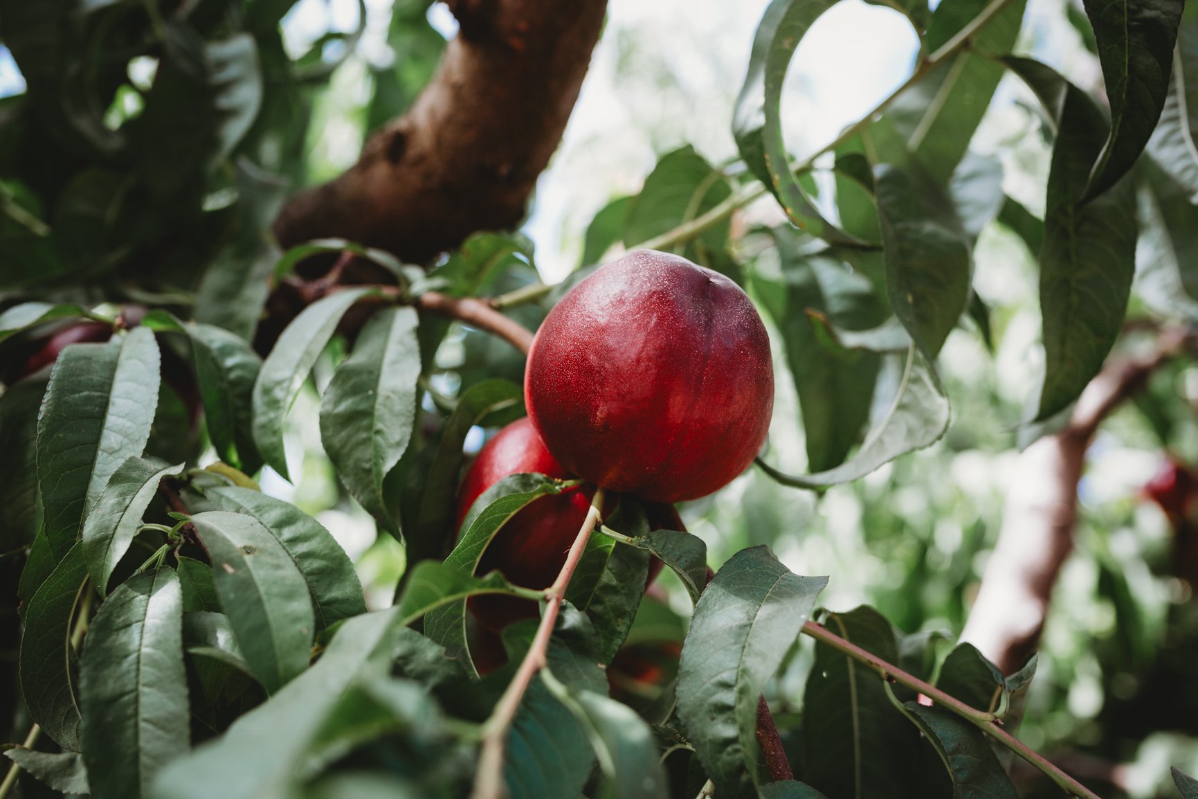 Support Cesar Mora's Fight for His Orchard campaign photo, 2 of 8