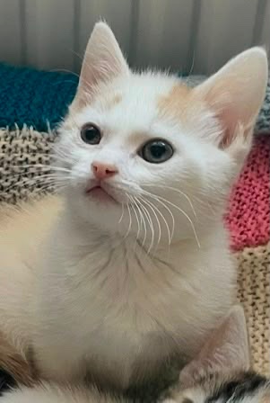 Save Baby Pezzle 9 weeks old in heart failure campaign photo, 7 of 8