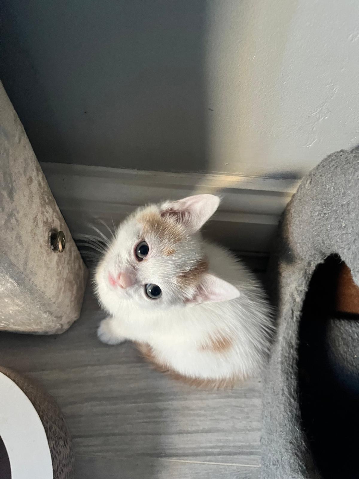 Save Baby Pezzle 9 weeks old in heart failure campaign photo, 5 of 8