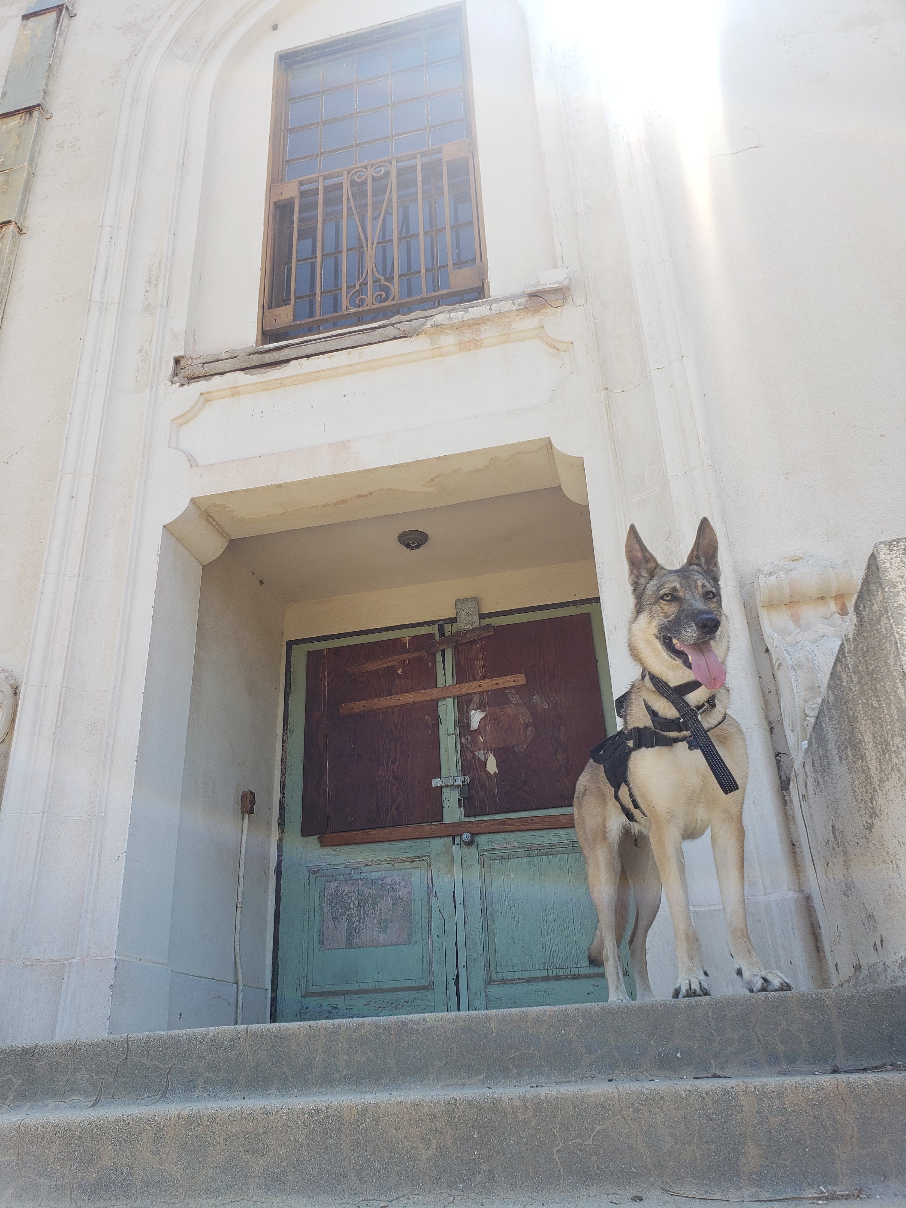 Project Jazzy Foundation: Service Dogs for Veterans campaign photo, 7 of 8