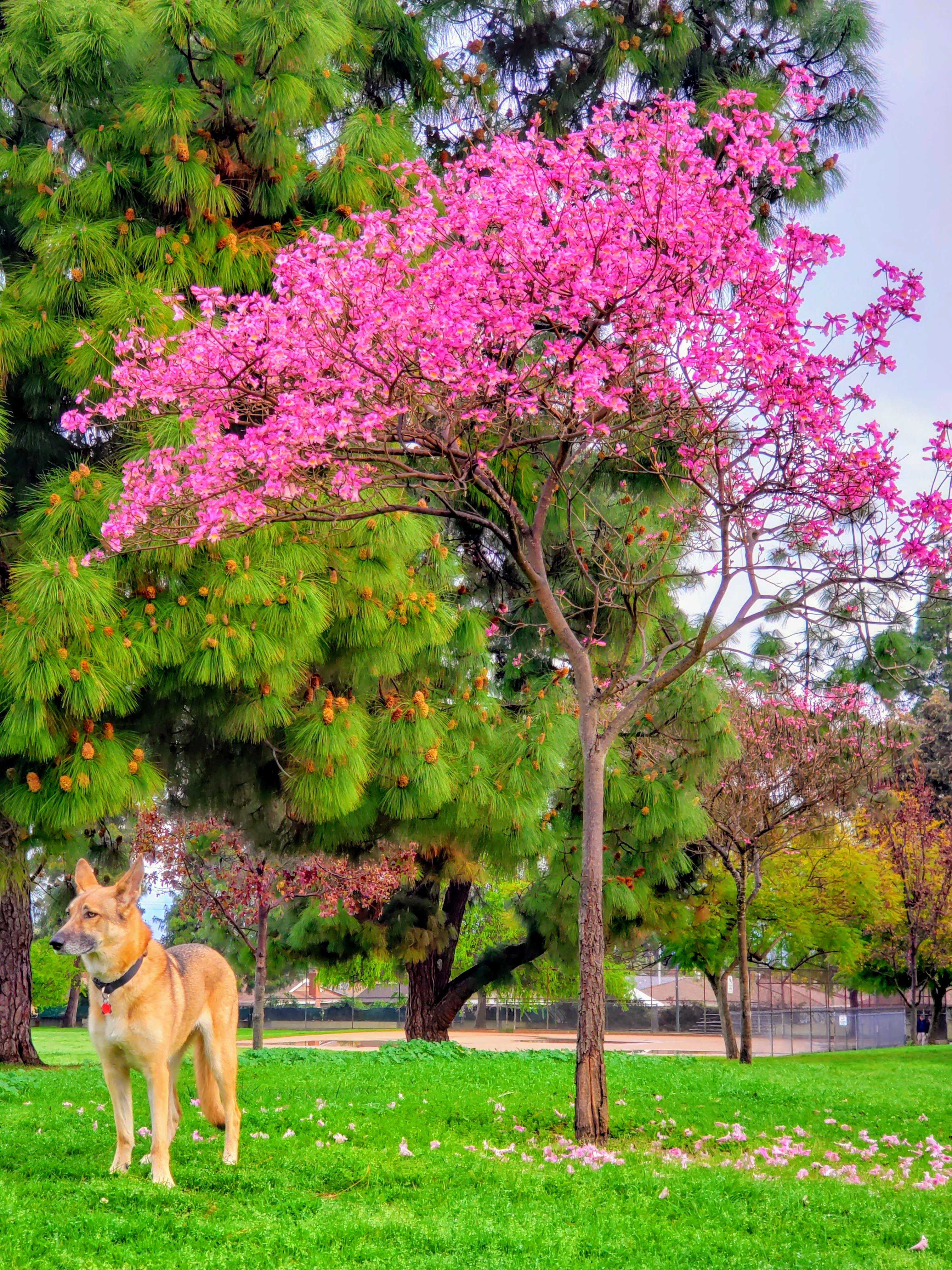Project Jazzy Foundation: Service Dogs for Veterans campaign photo, 2 of 8
