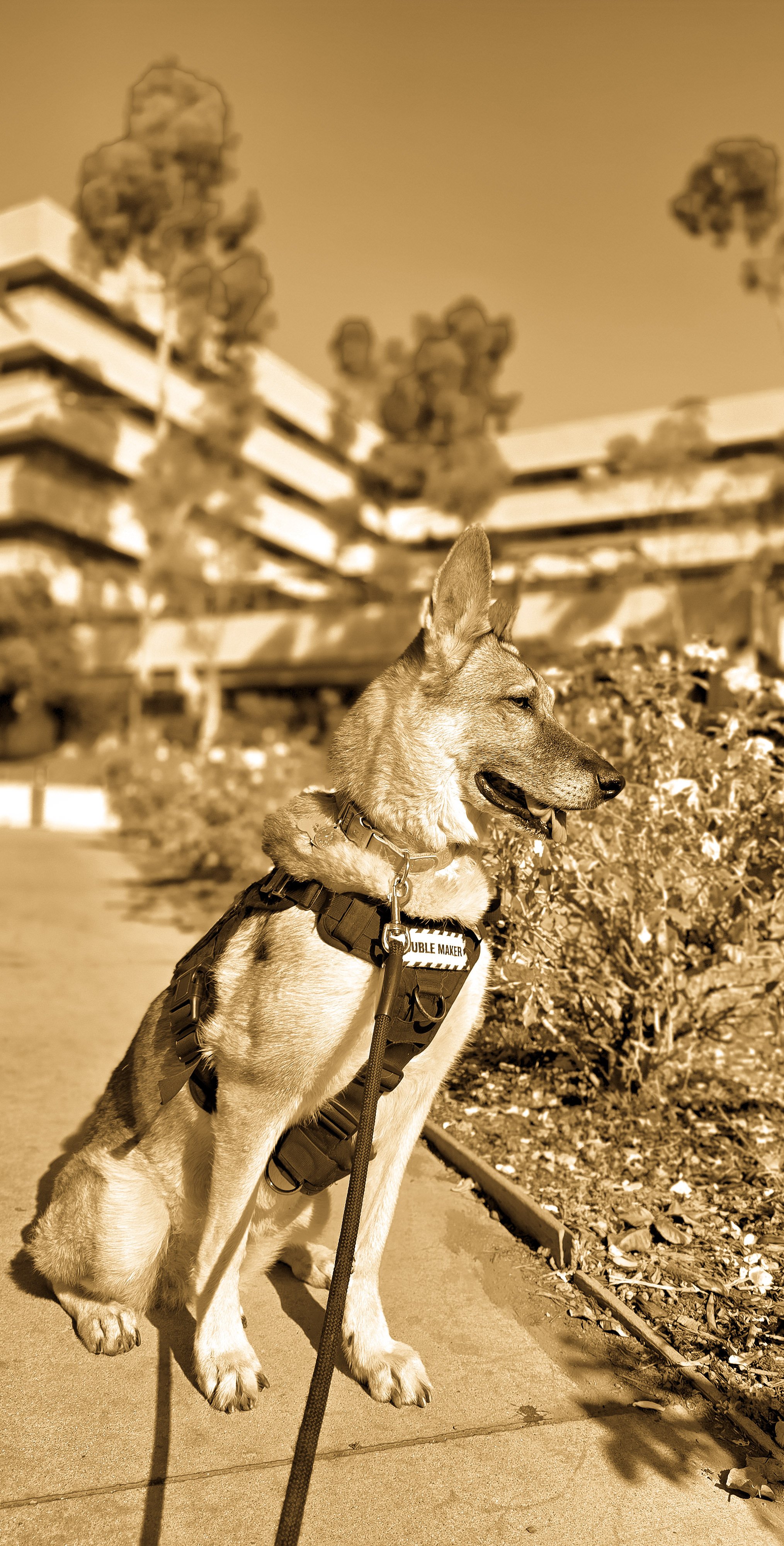 Project Jazzy Foundation: Service Dogs for Veterans campaign photo, 4 of 8