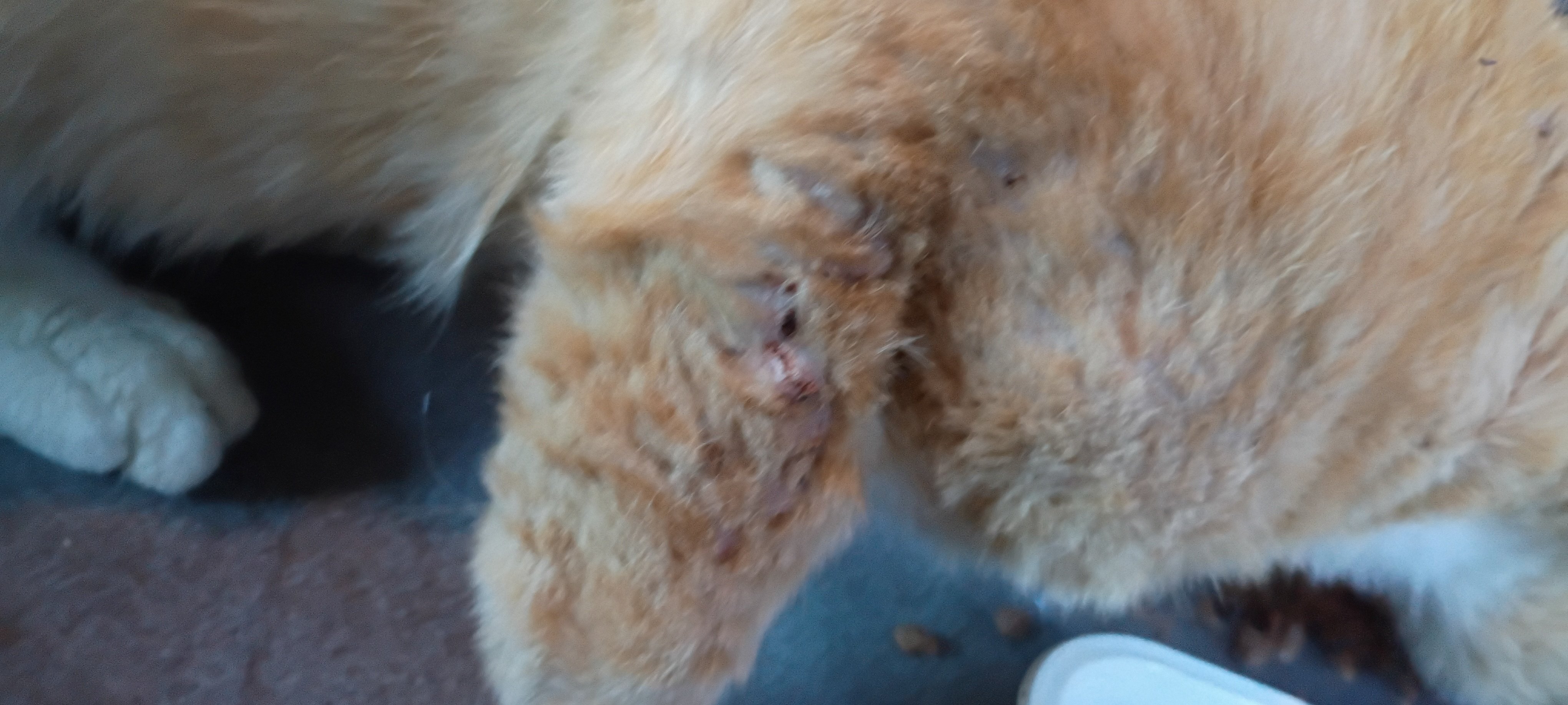 Help Squirrel Heal campaign photo, 5 of 9