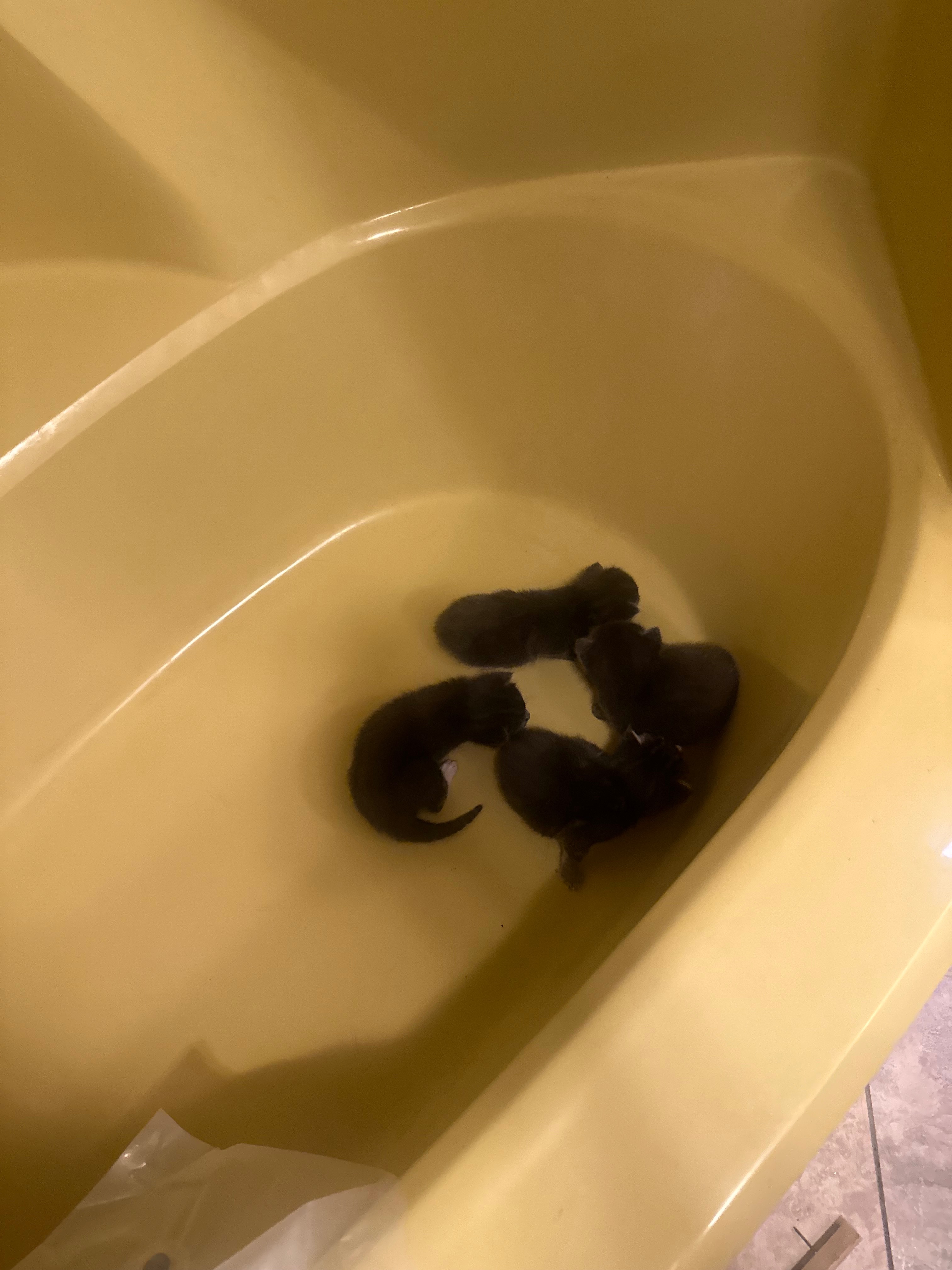 Help Rescue & Foster Bathroom Wall Kittens campaign photo, 6 of 7