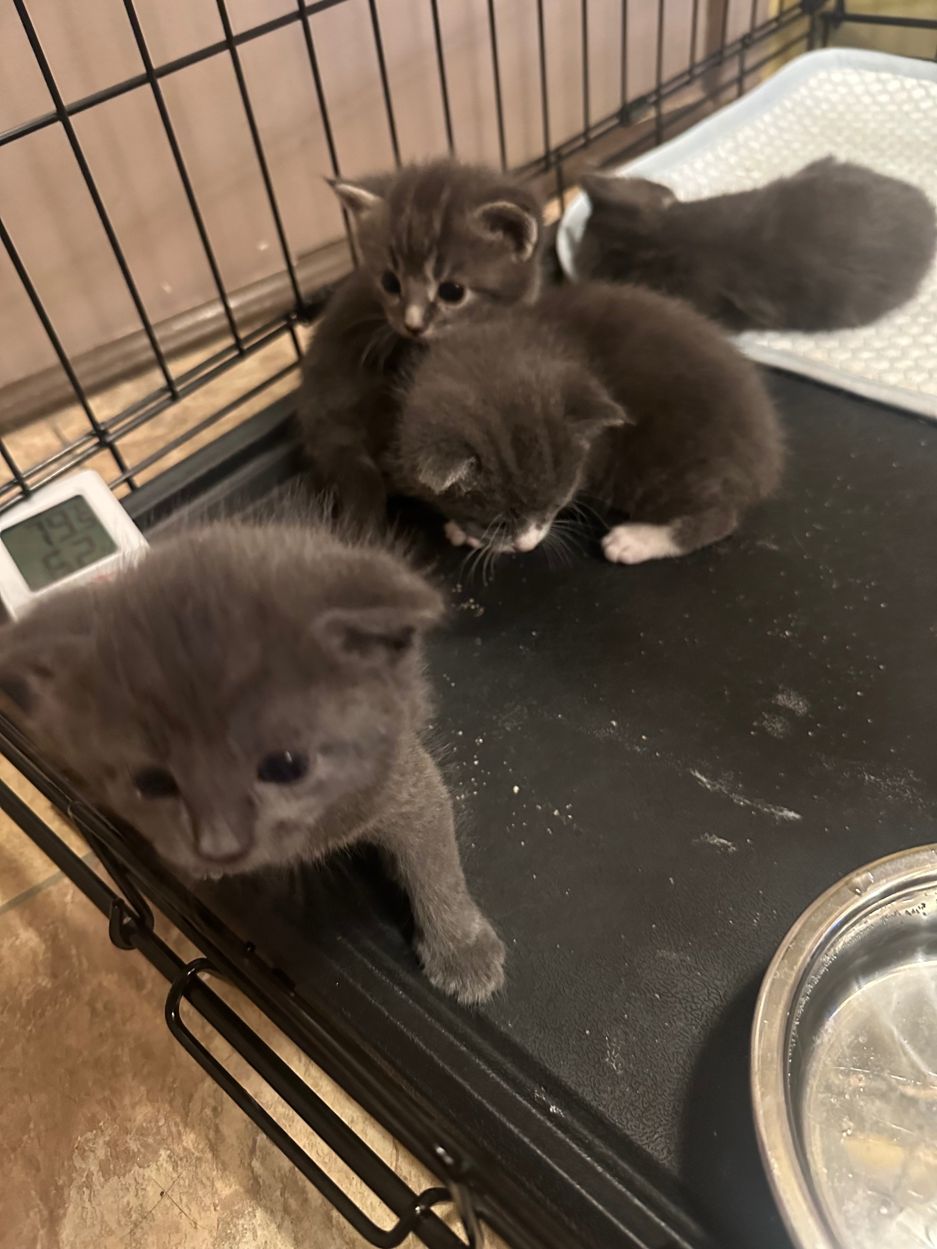 Help Rescue & Foster Bathroom Wall Kittens campaign photo, 4 of 7