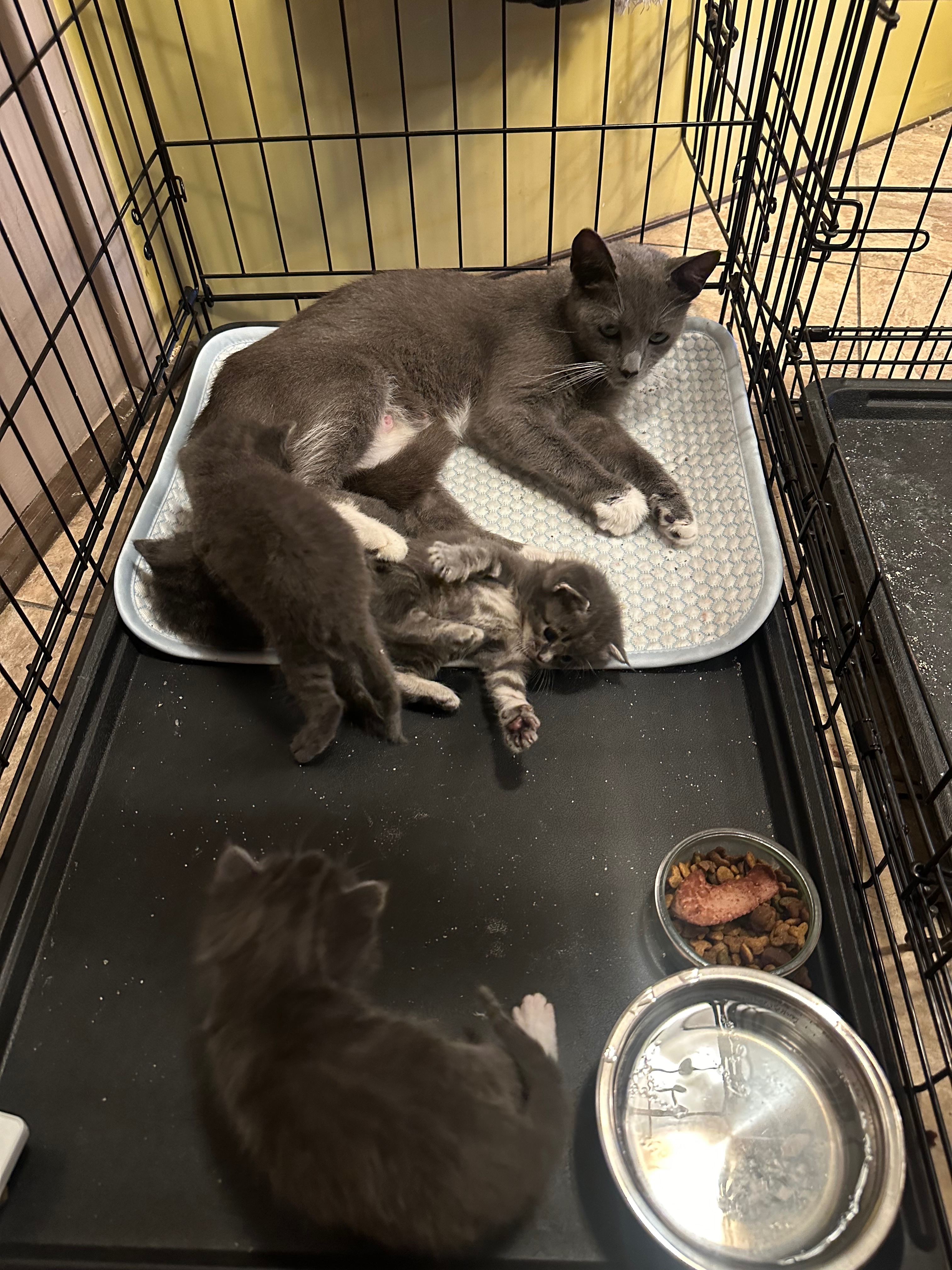 Help Rescue & Foster Bathroom Wall Kittens campaign photo, 5 of 7