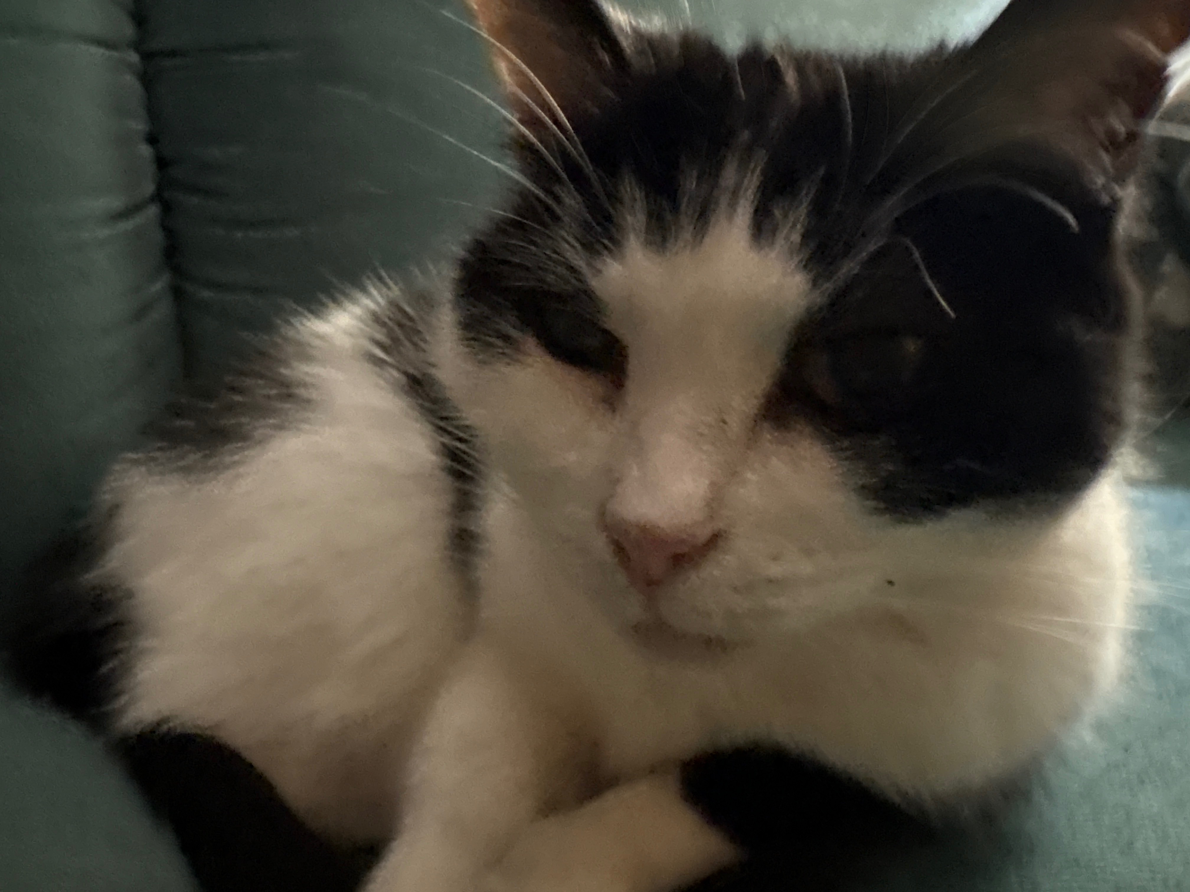 Help Elise (and cats!) Survive Unemployment campaign photo, 2 of 6