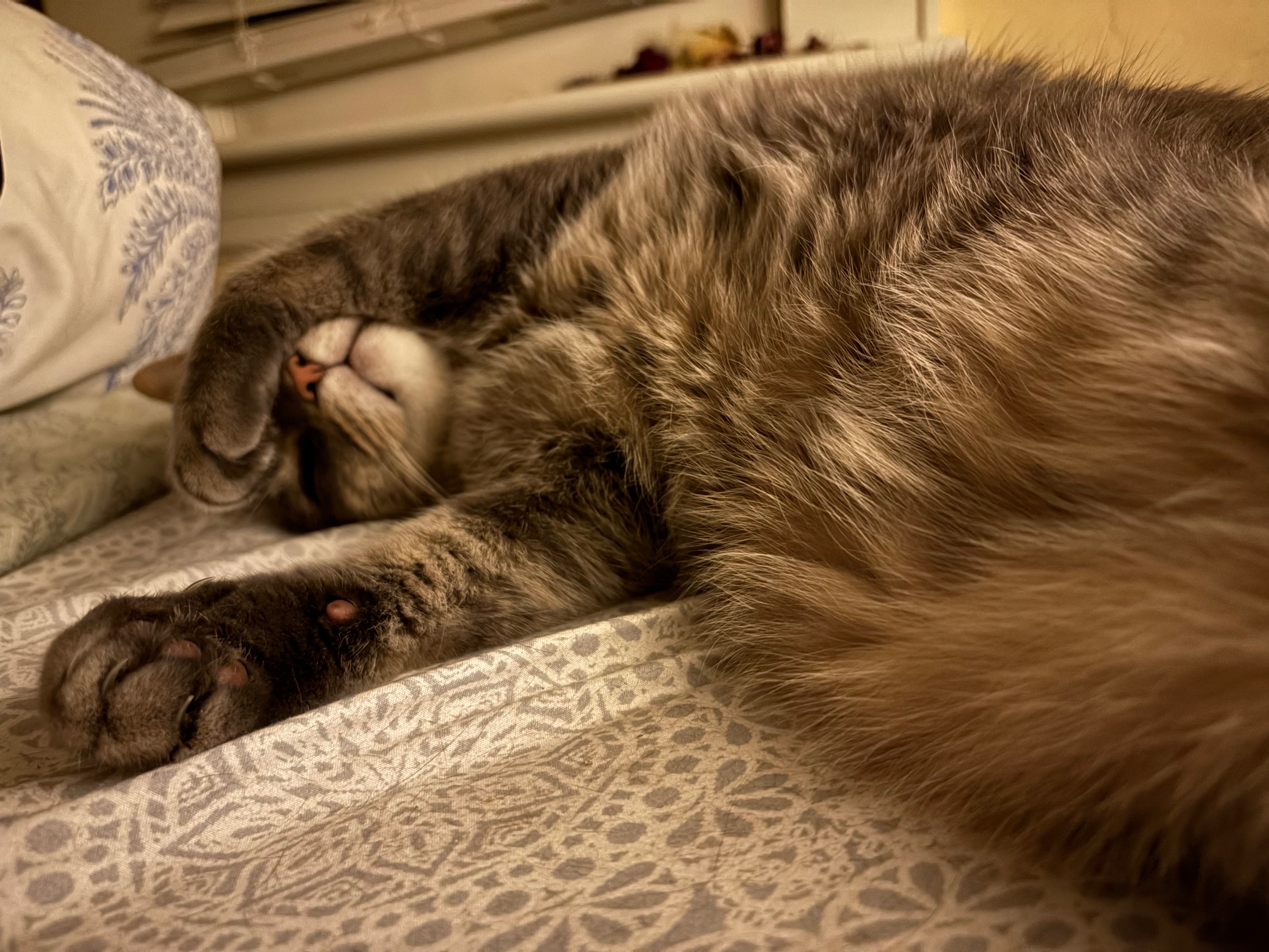 Help Elise (and cats!) Survive Unemployment campaign photo, 4 of 6