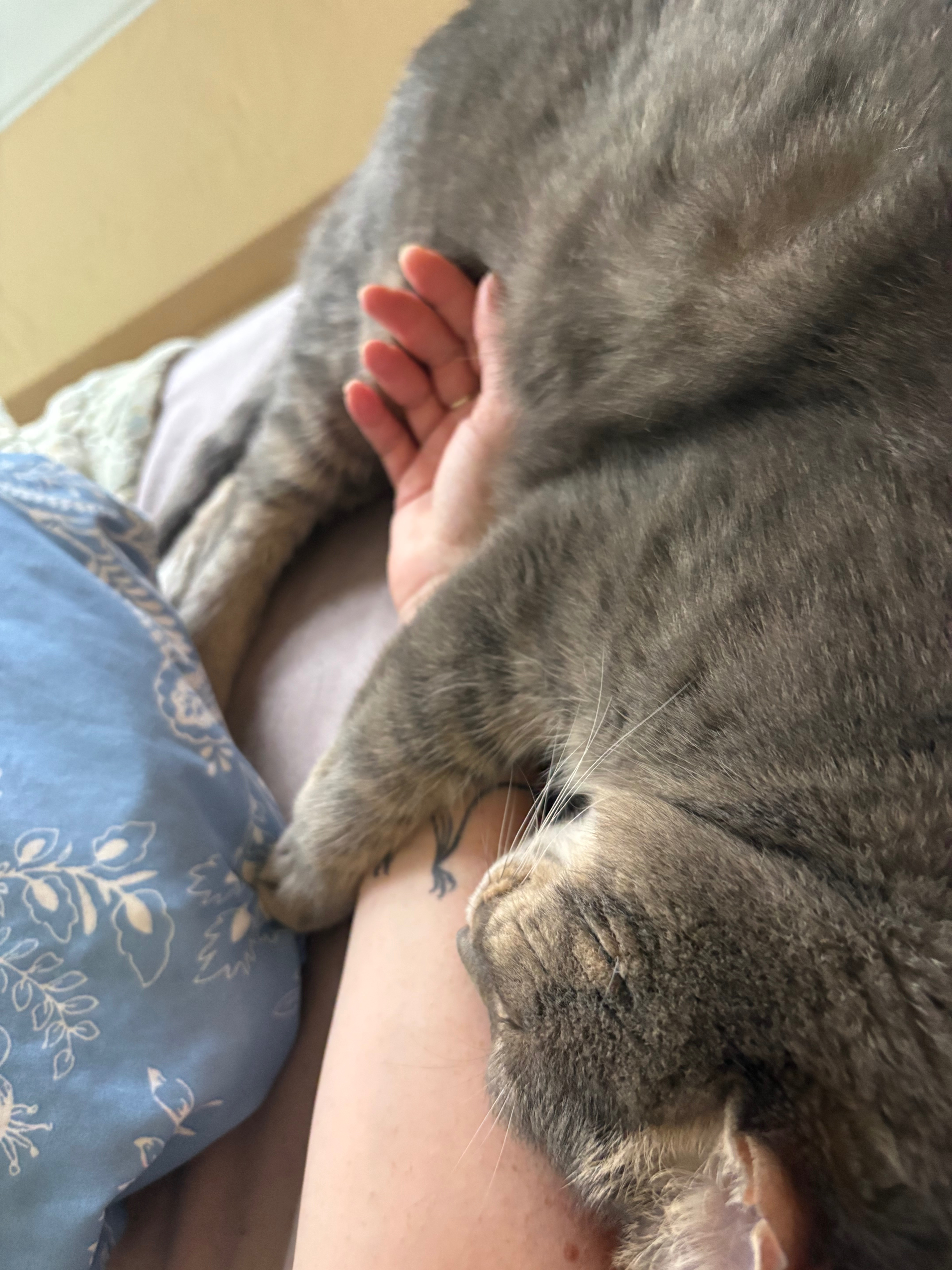 Help Elise (and cats!) Survive Unemployment campaign photo, 5 of 8