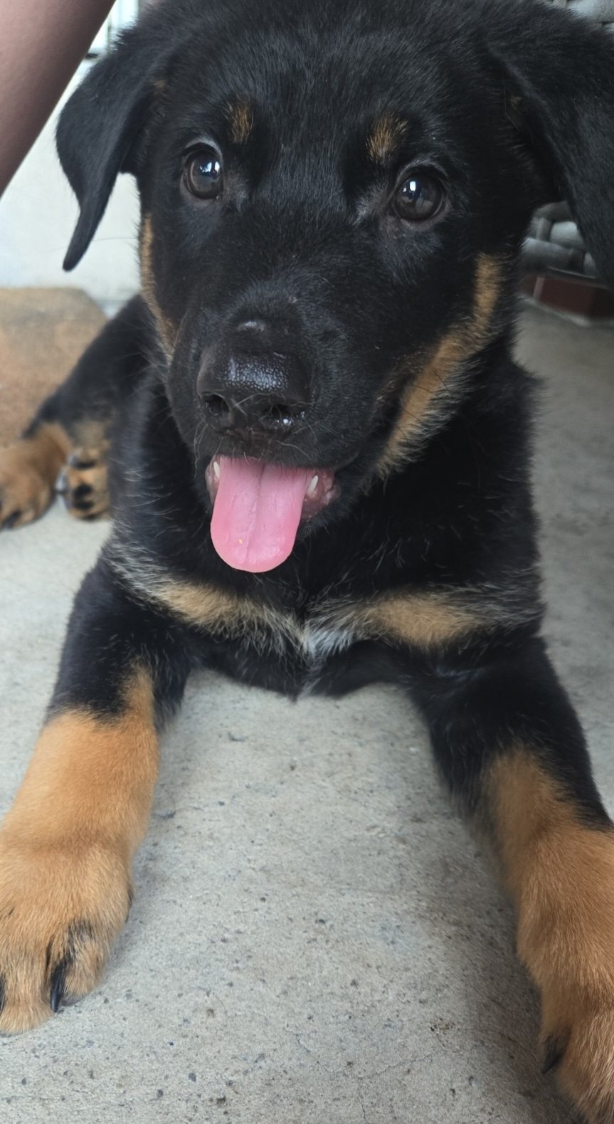 Help Atlas Get Lifesaving Heart Care campaign photo, 7 of 8