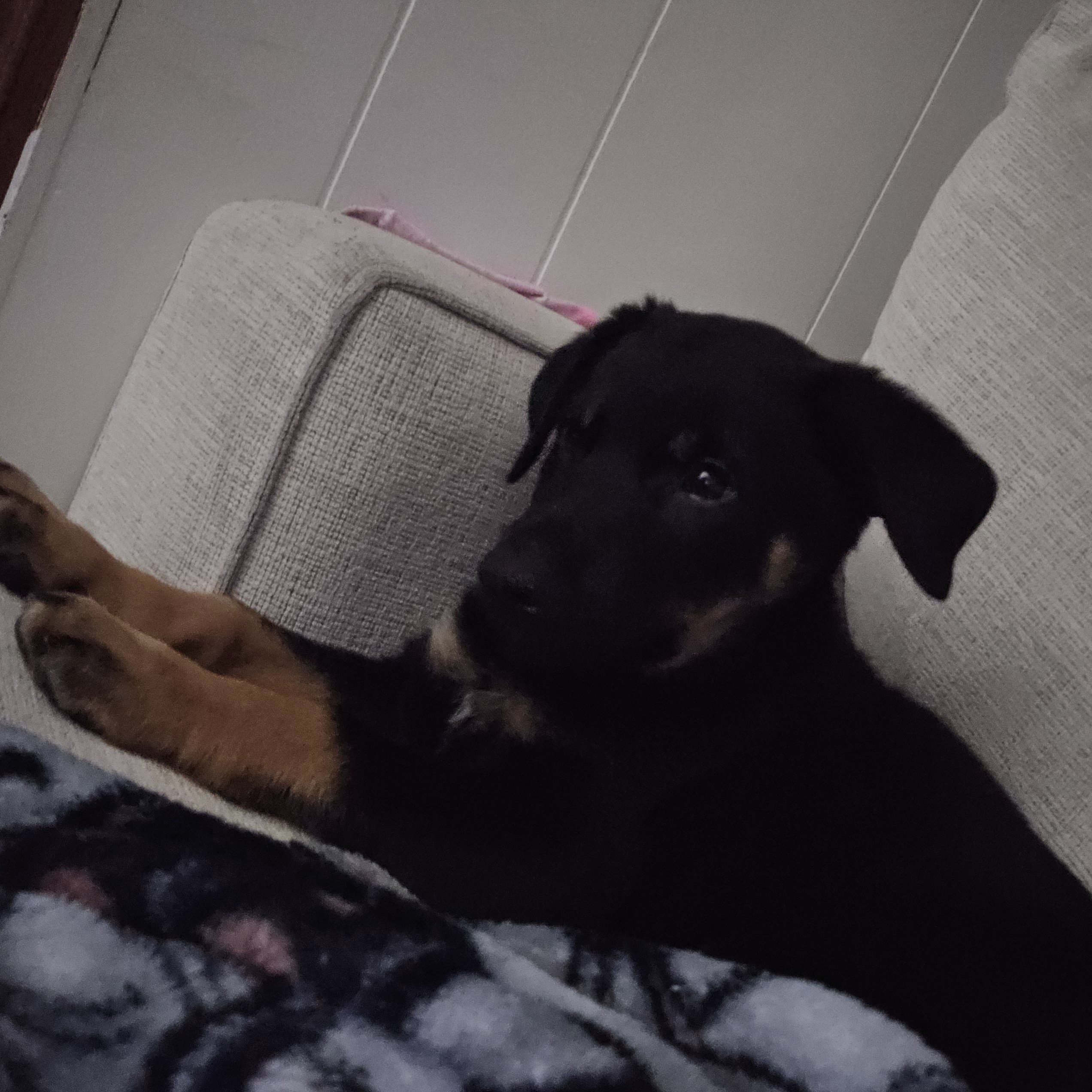 Help Atlas Get Lifesaving Heart Care campaign photo, 2 of 8