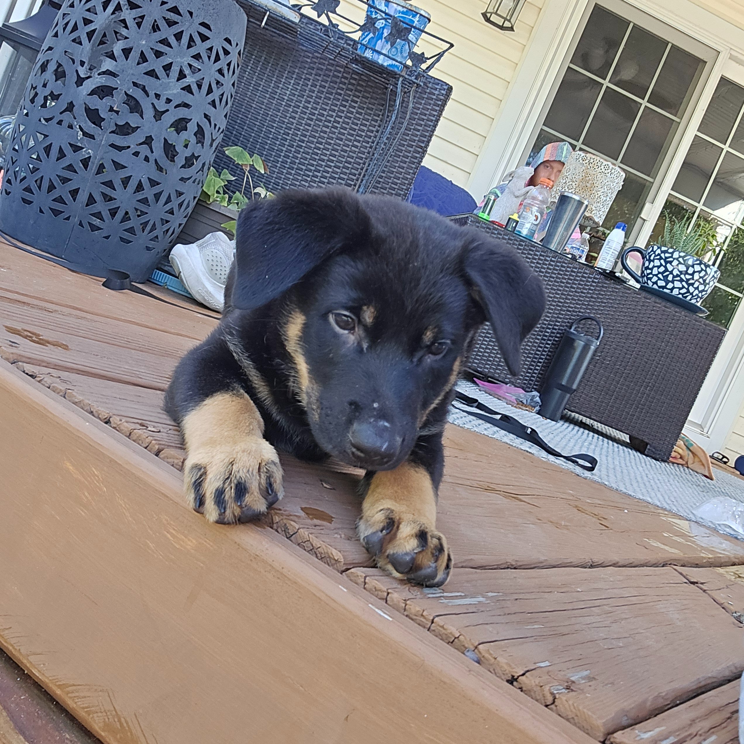 Help Atlas Get Lifesaving Heart Care campaign photo, 4 of 8