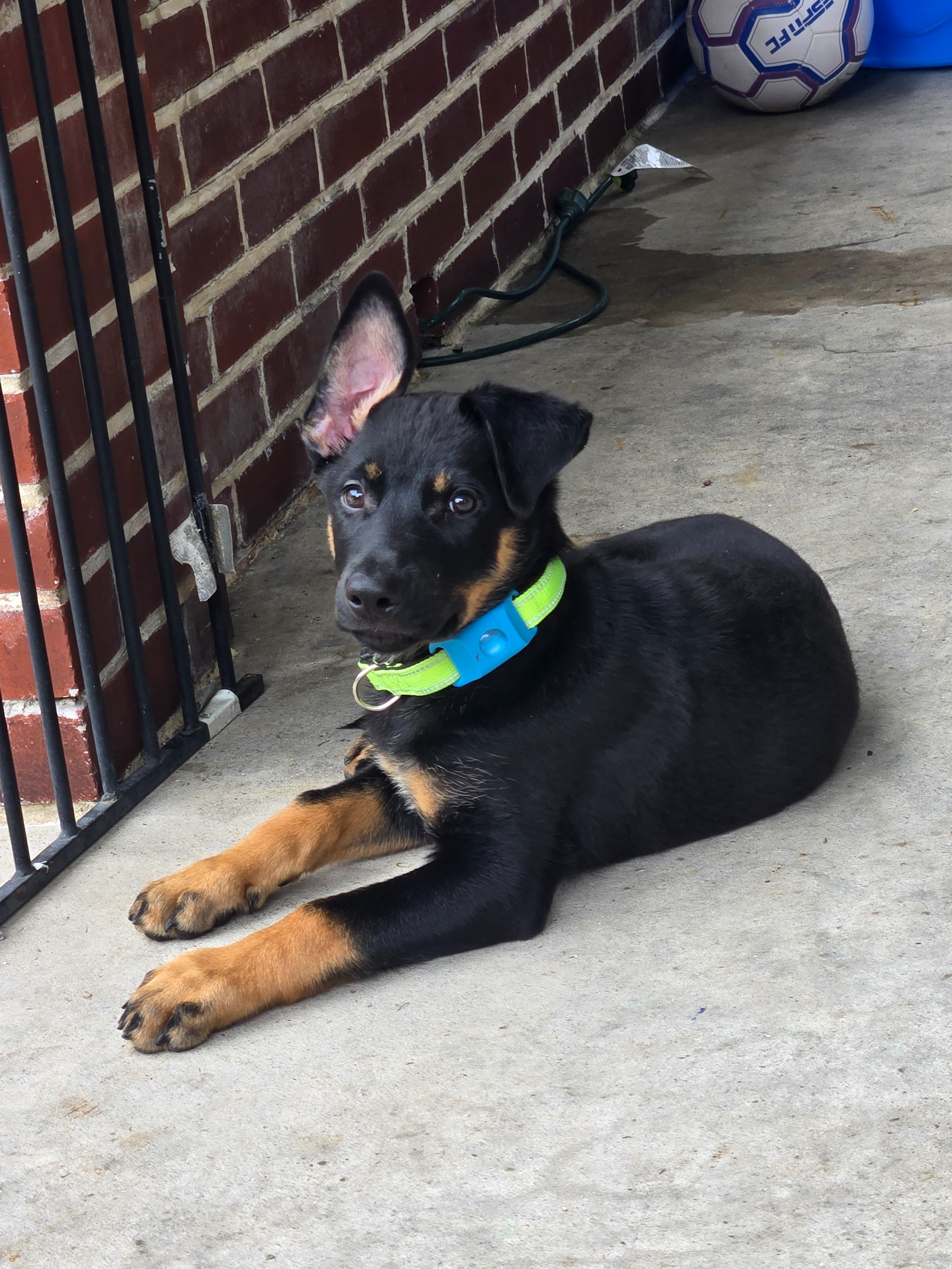 Help Atlas Get Lifesaving Heart Care campaign photo, 5 of 8