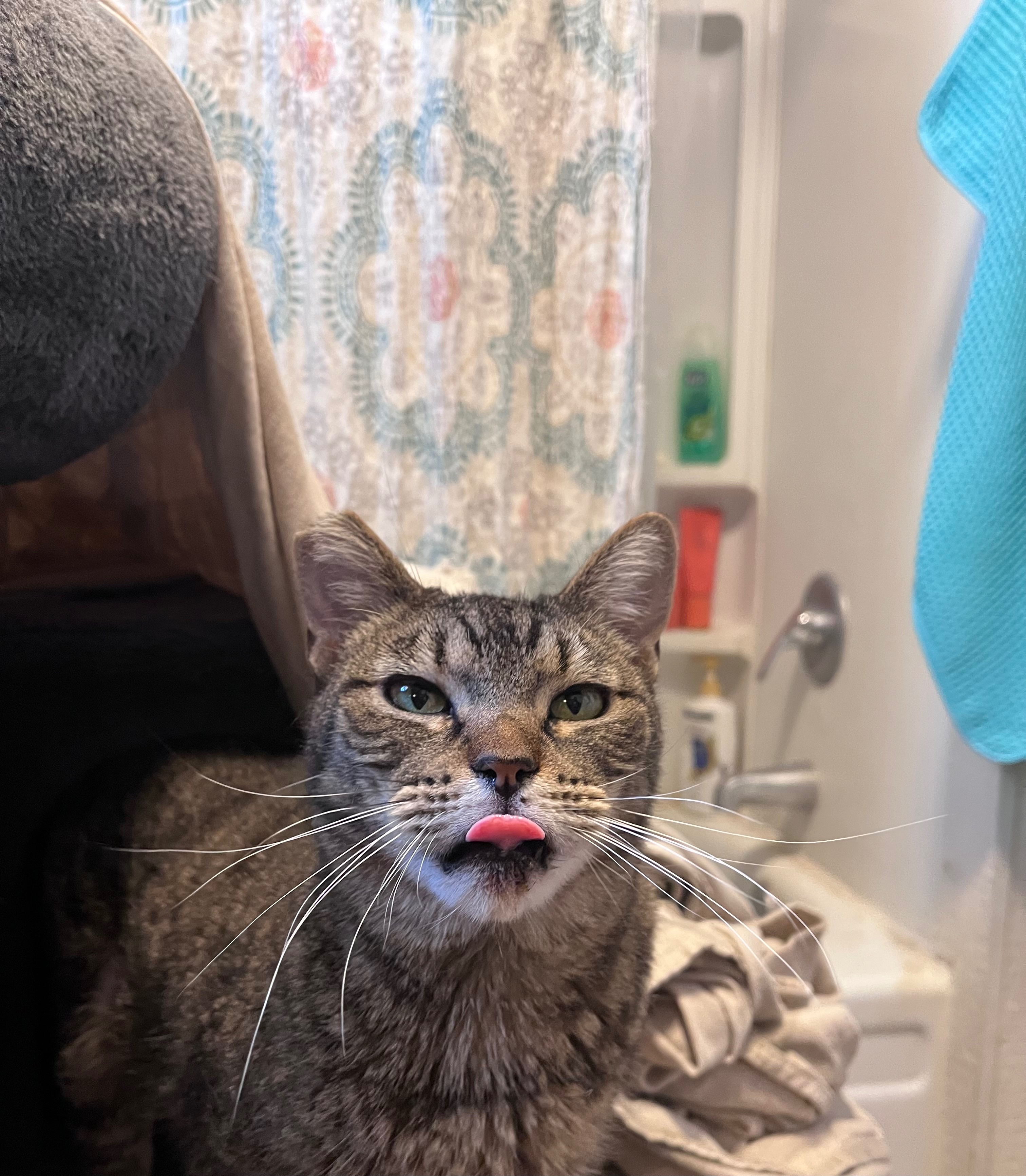 Help Sweet Pea Heal: Vet Bill Support campaign photo, 6 of 7