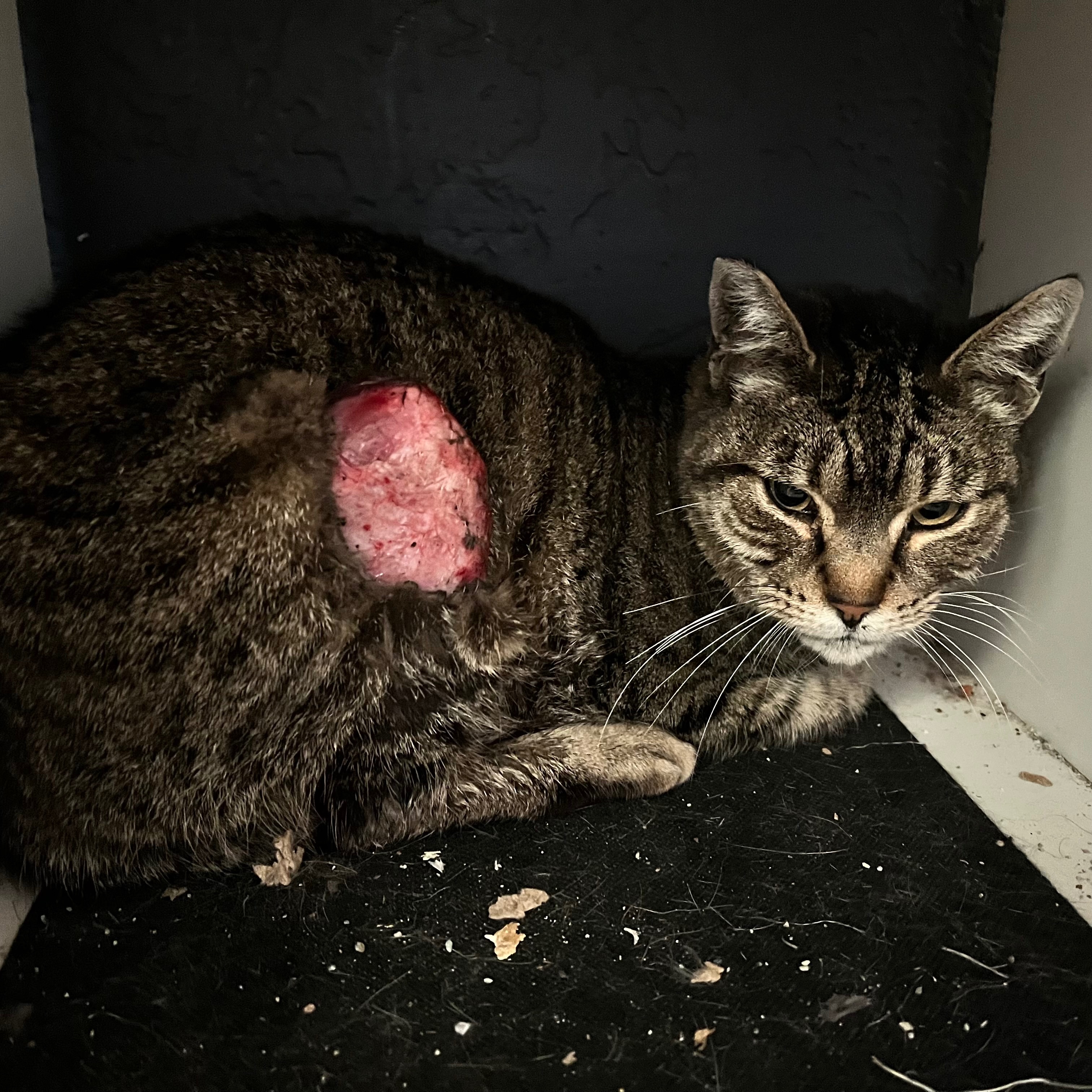 Help Sweet Pea Heal: Vet Bill Support campaign photo, 2 of 7