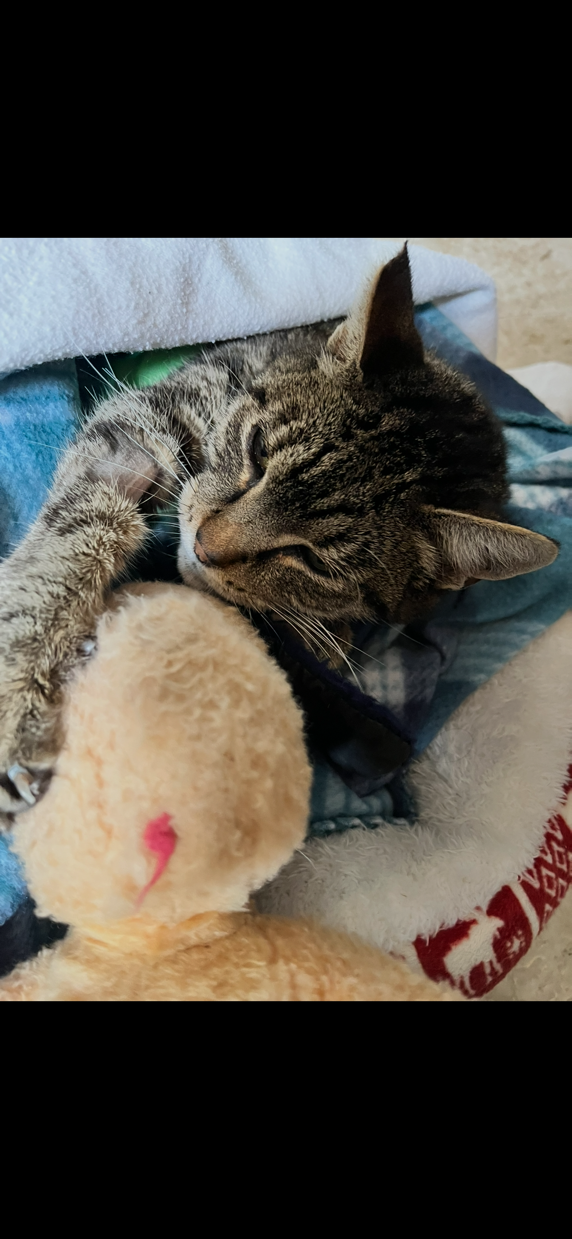 Help Sweet Pea Heal: Vet Bill Support campaign photo, 5 of 7