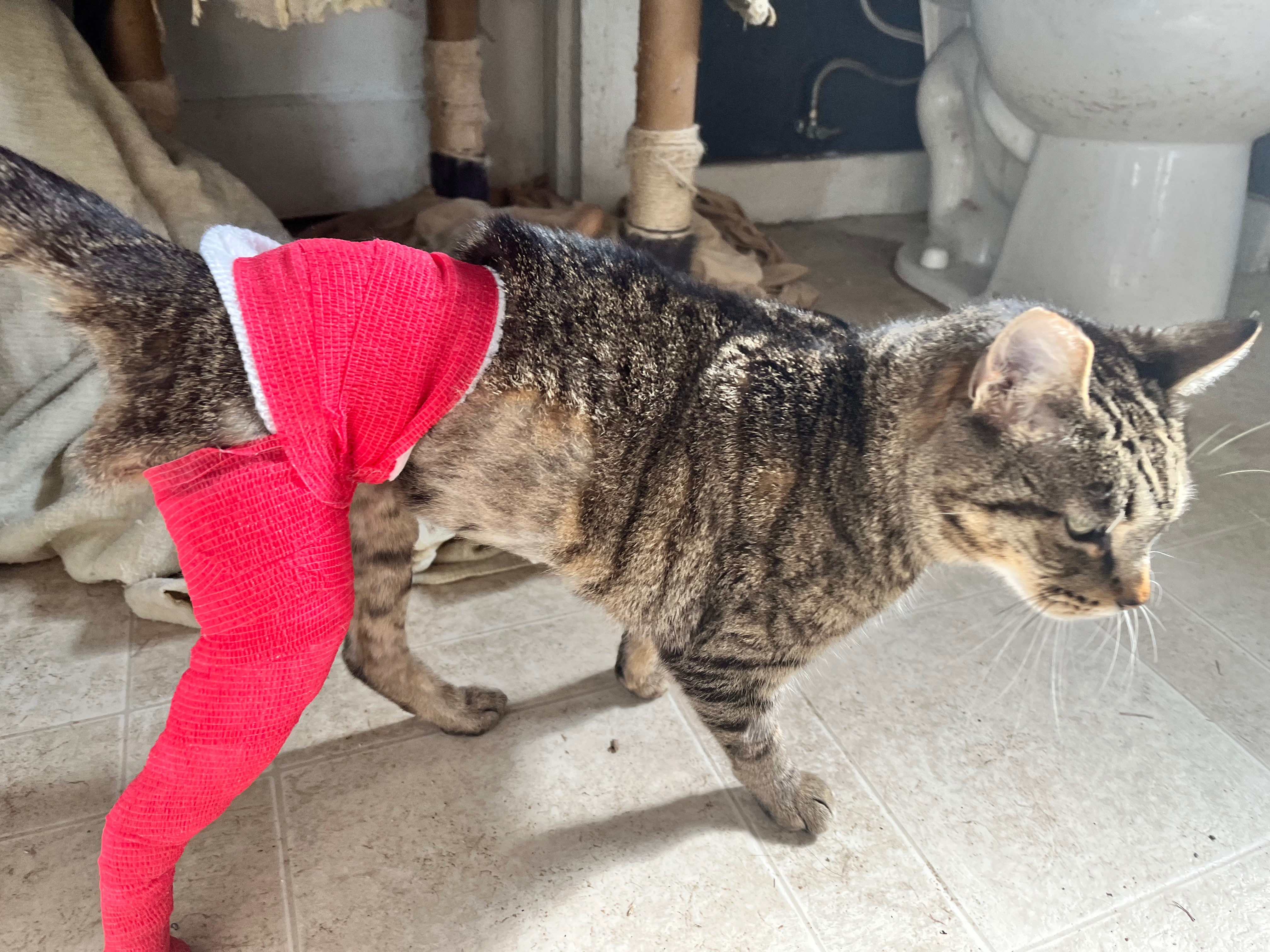 Help Sweet Pea Heal: Vet Bill Support campaign photo, 4 of 7