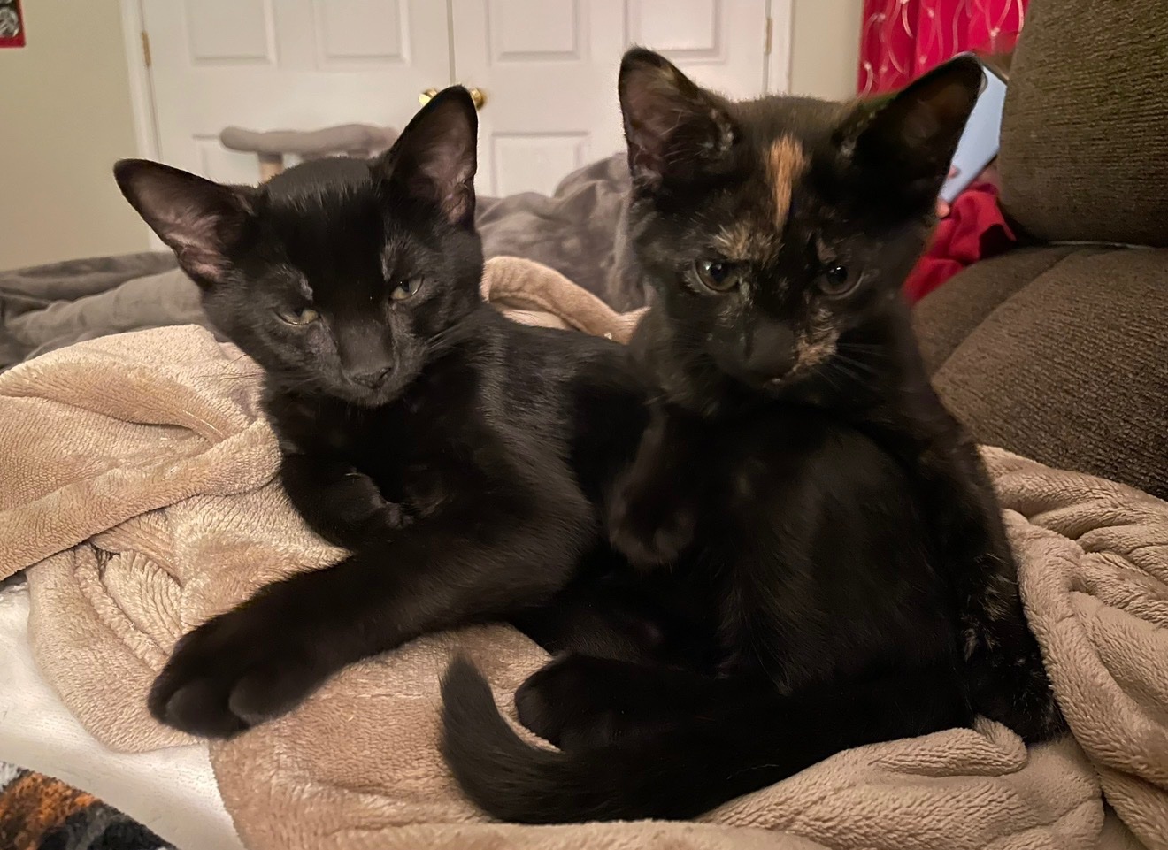 Help Michelle’s Cats Fight FPV campaign photo, 7 of 8