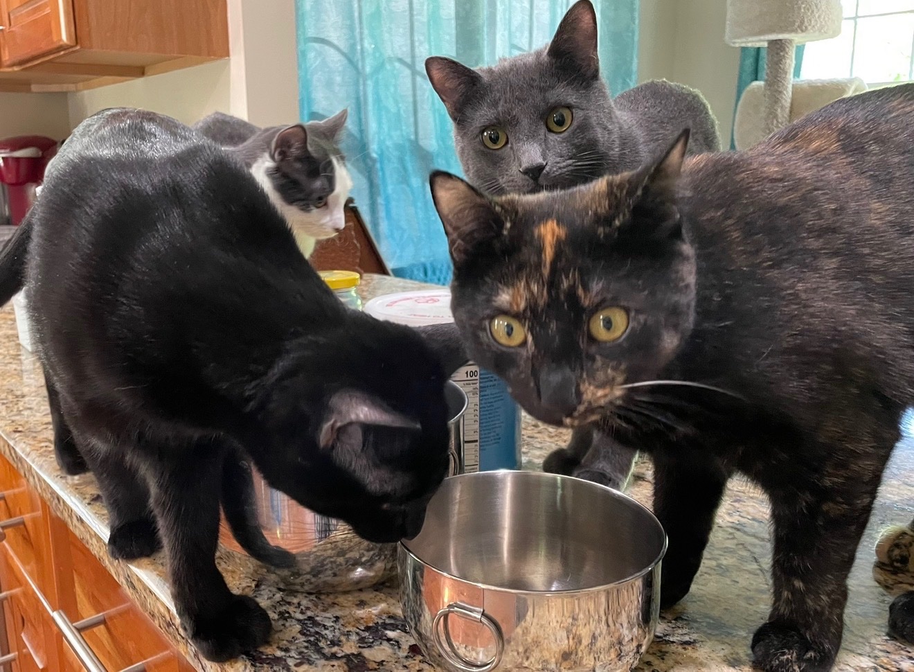 Help Michelle’s Cats Fight FPV campaign photo, 2 of 8