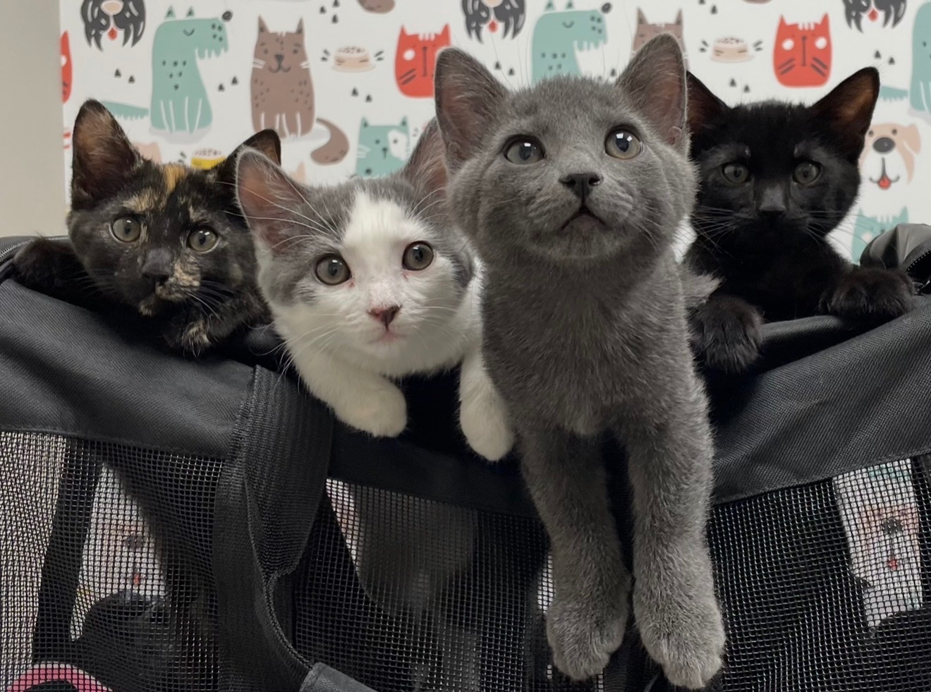 Help Michelle’s Cats Fight FPV campaign photo, 4 of 8