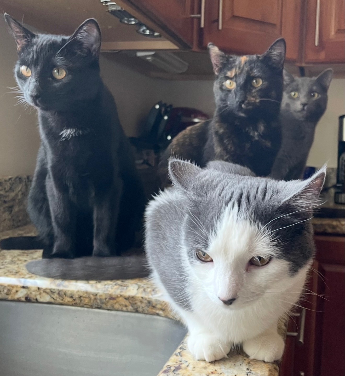 Help Michelle’s Cats Fight FPV campaign photo, 5 of 8
