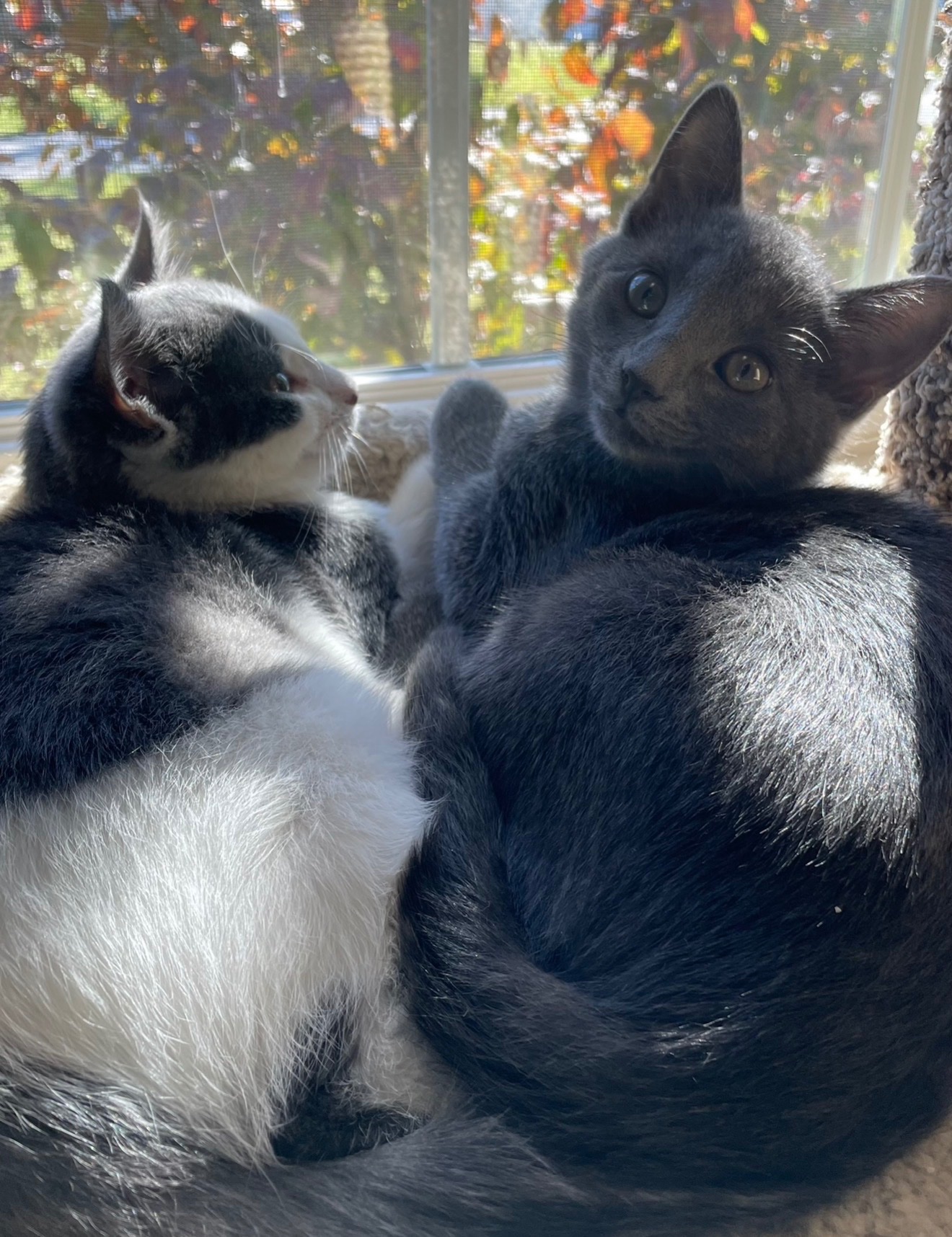 Help Michelle’s Cats Fight FPV campaign photo, 6 of 8