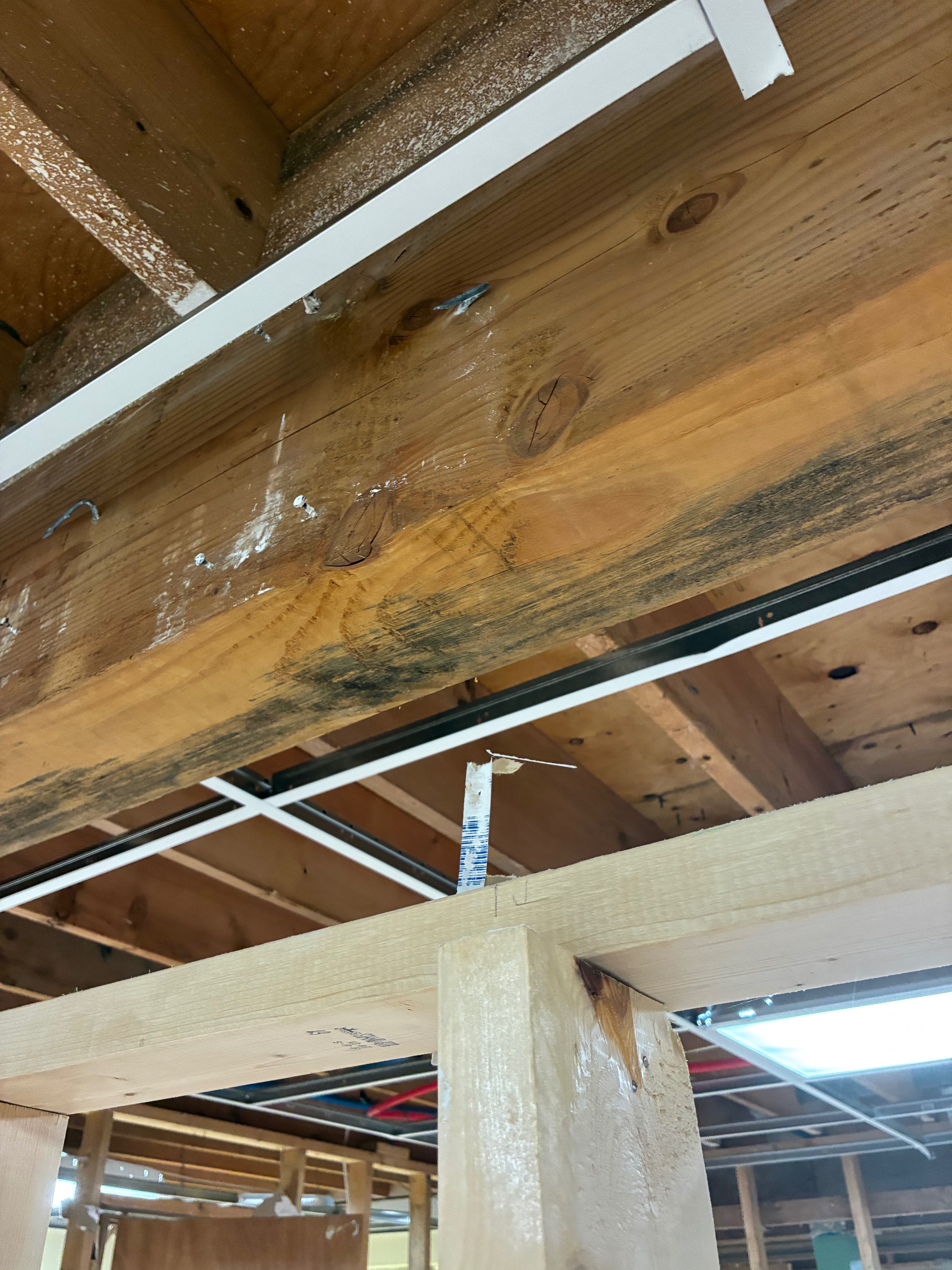 Help Us Finish Restoring Our Home from Mold Damage campaign photo, 4 of 7