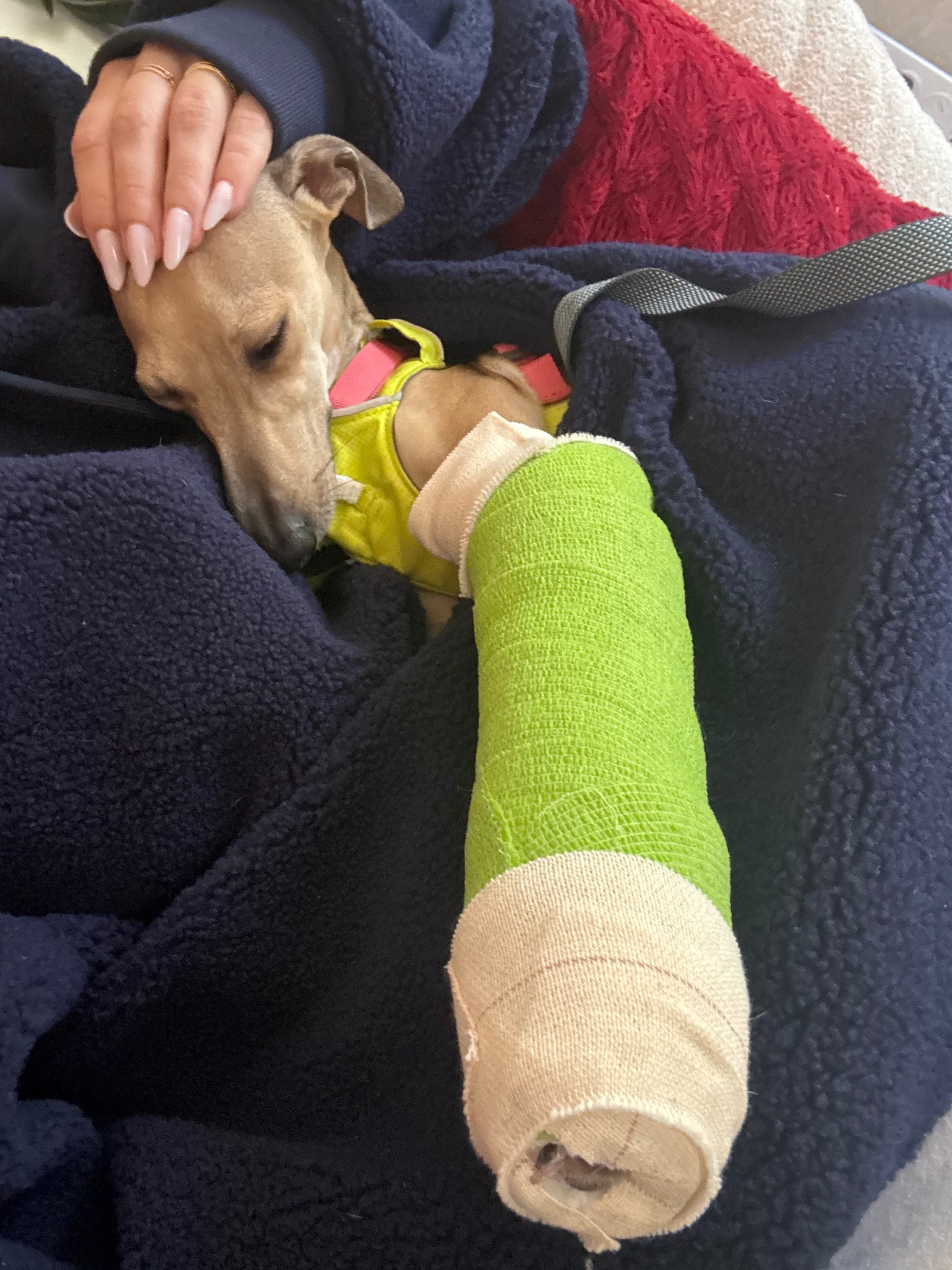Help Our Dog Get Emergency Surgery campaign photo, 7 of 8