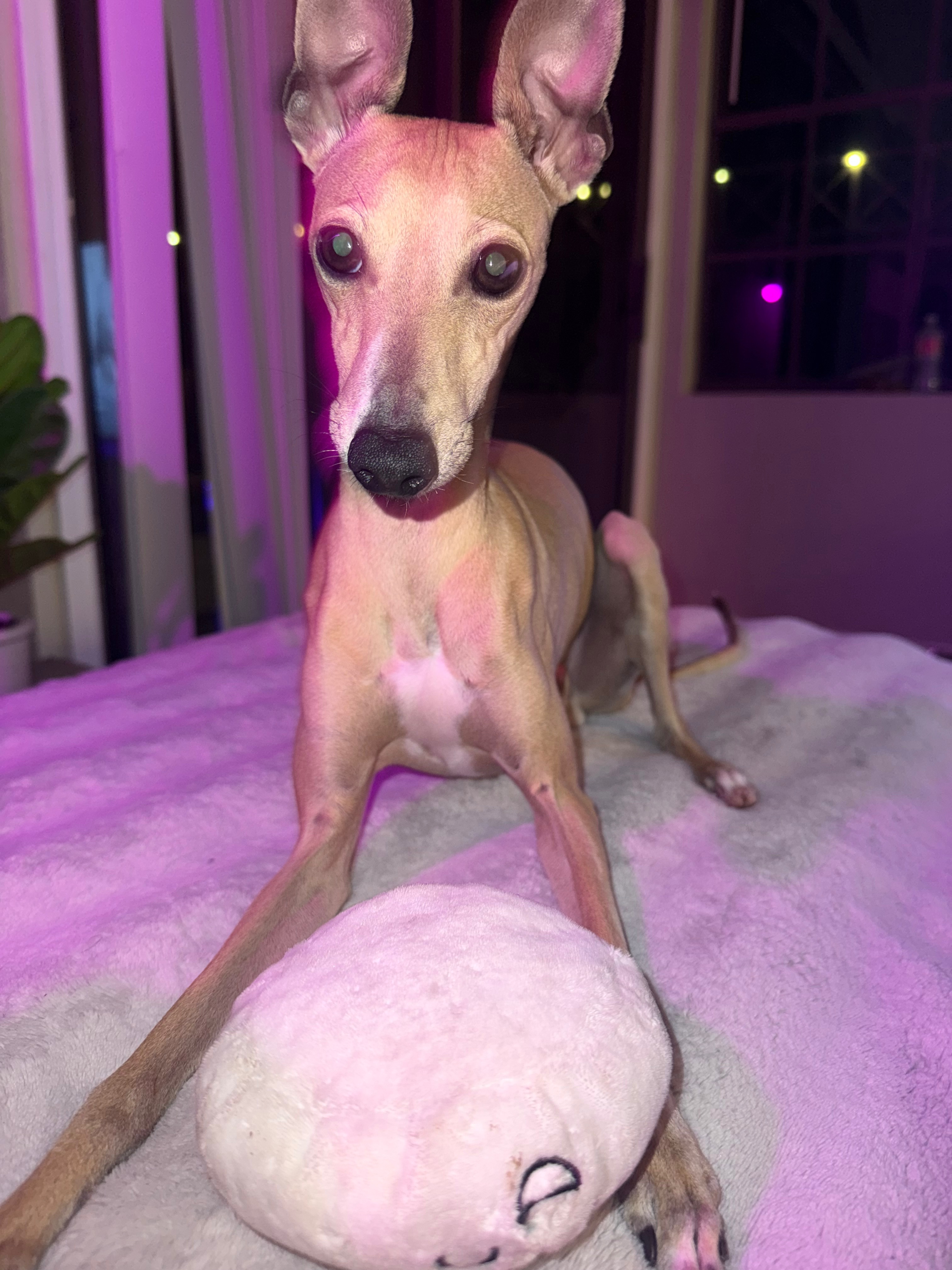 Help Our Dog Get Emergency Surgery campaign photo, 2 of 8