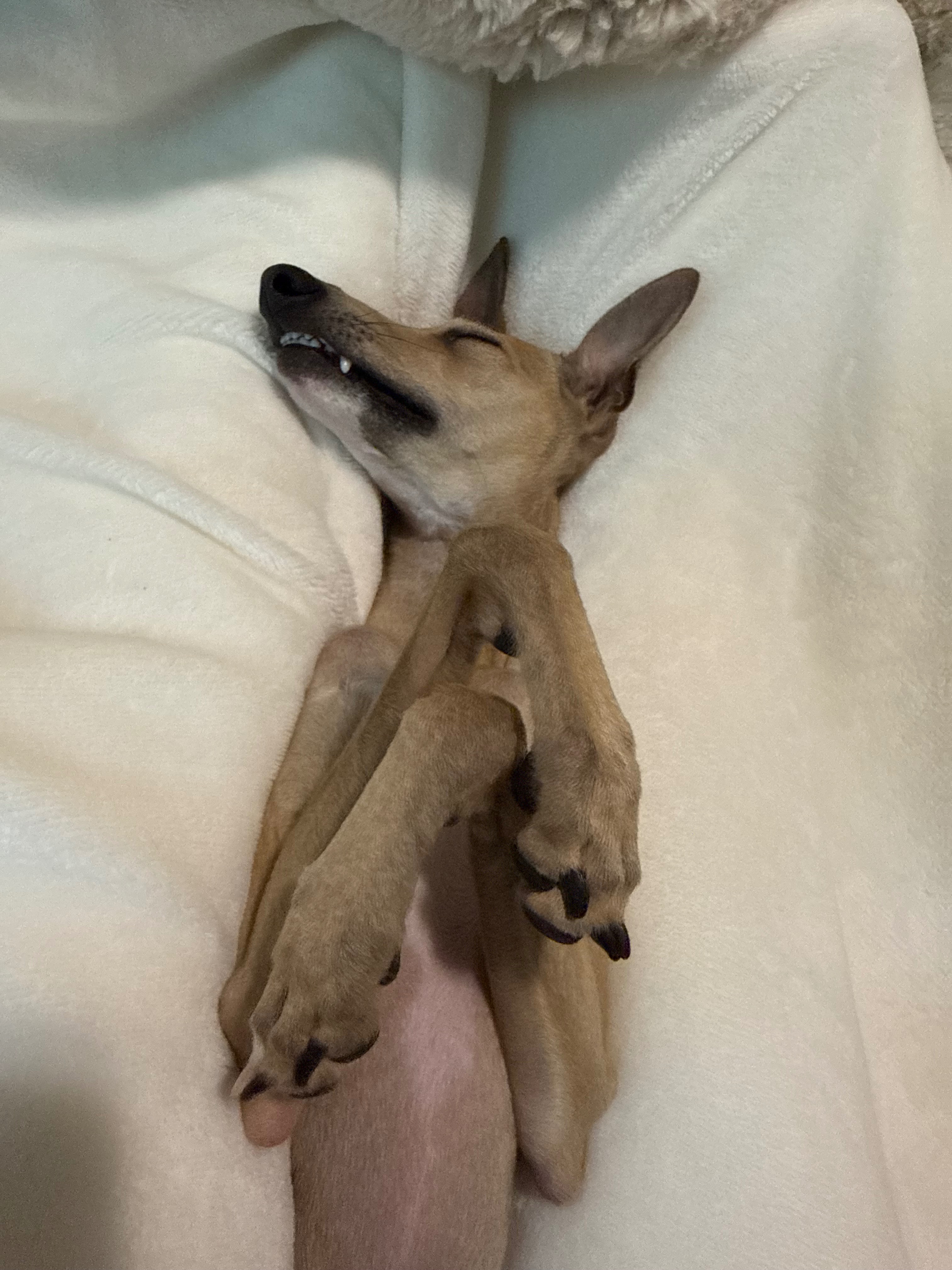 Help Our Dog Get Emergency Surgery campaign photo, 4 of 8