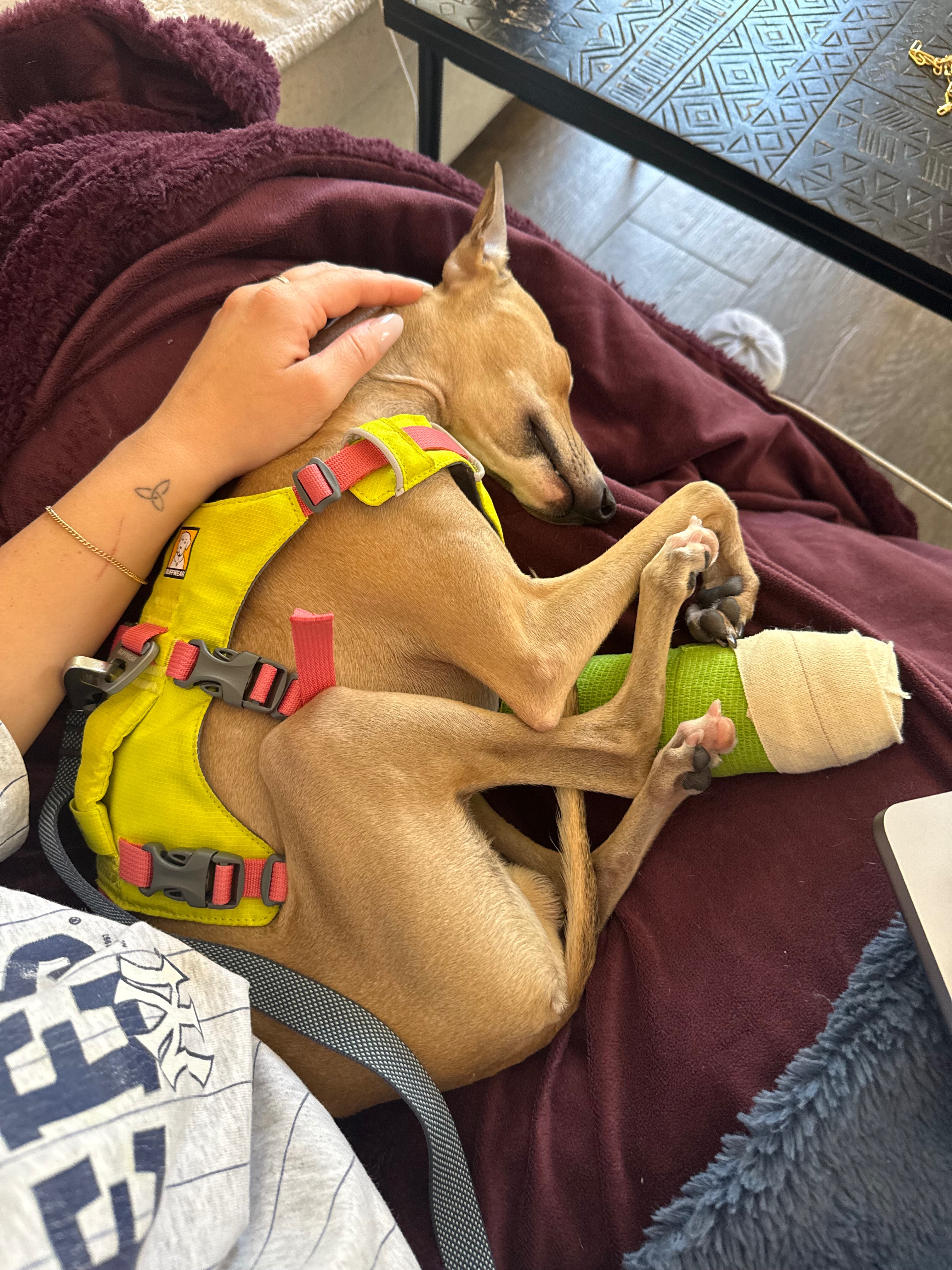 Help Our Dog Get Emergency Surgery campaign photo, 6 of 8