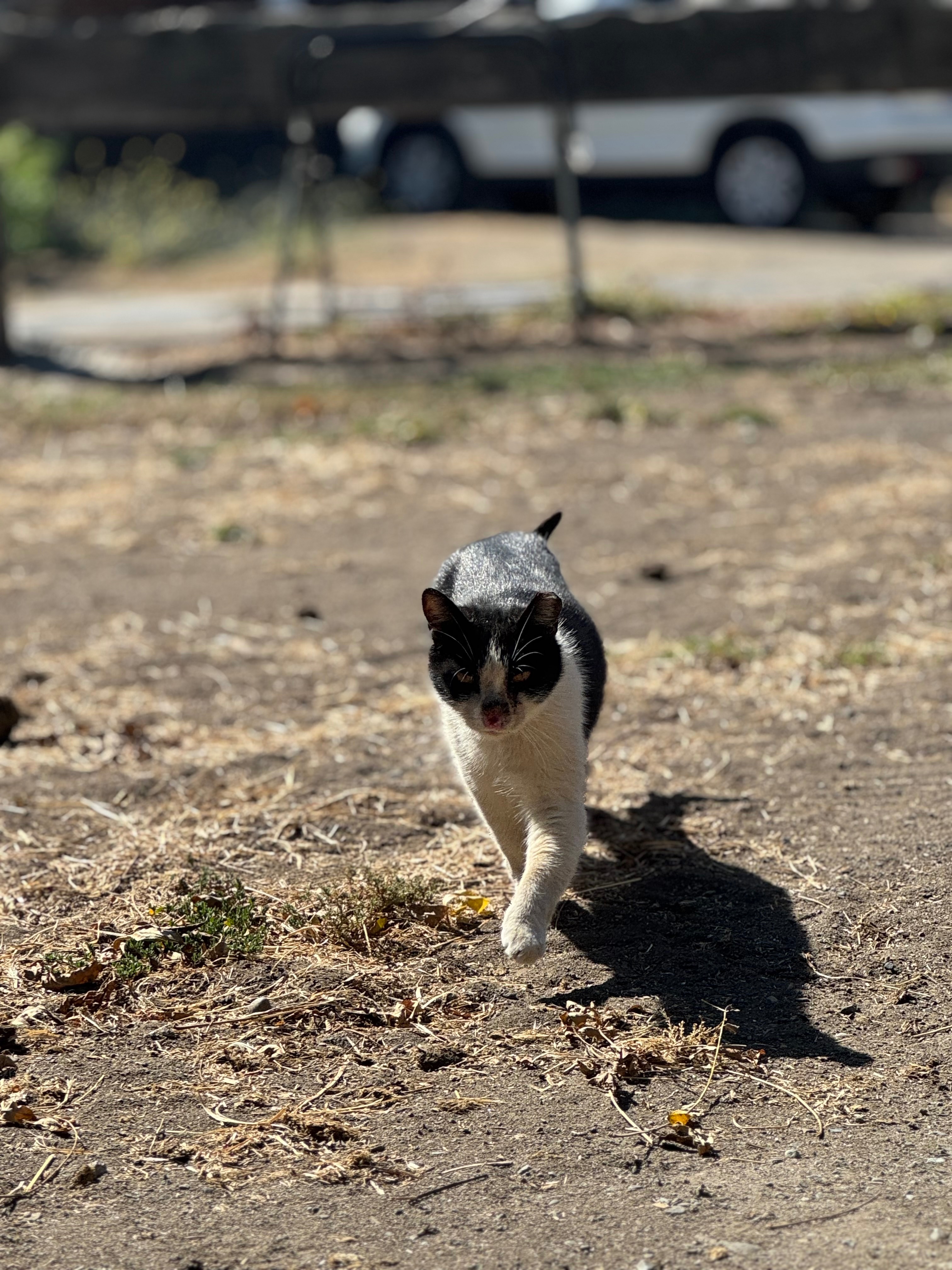 Help Maxie, Our Beloved Barn Kitty, Get the Care She Needs campaign photo, 6 of 7