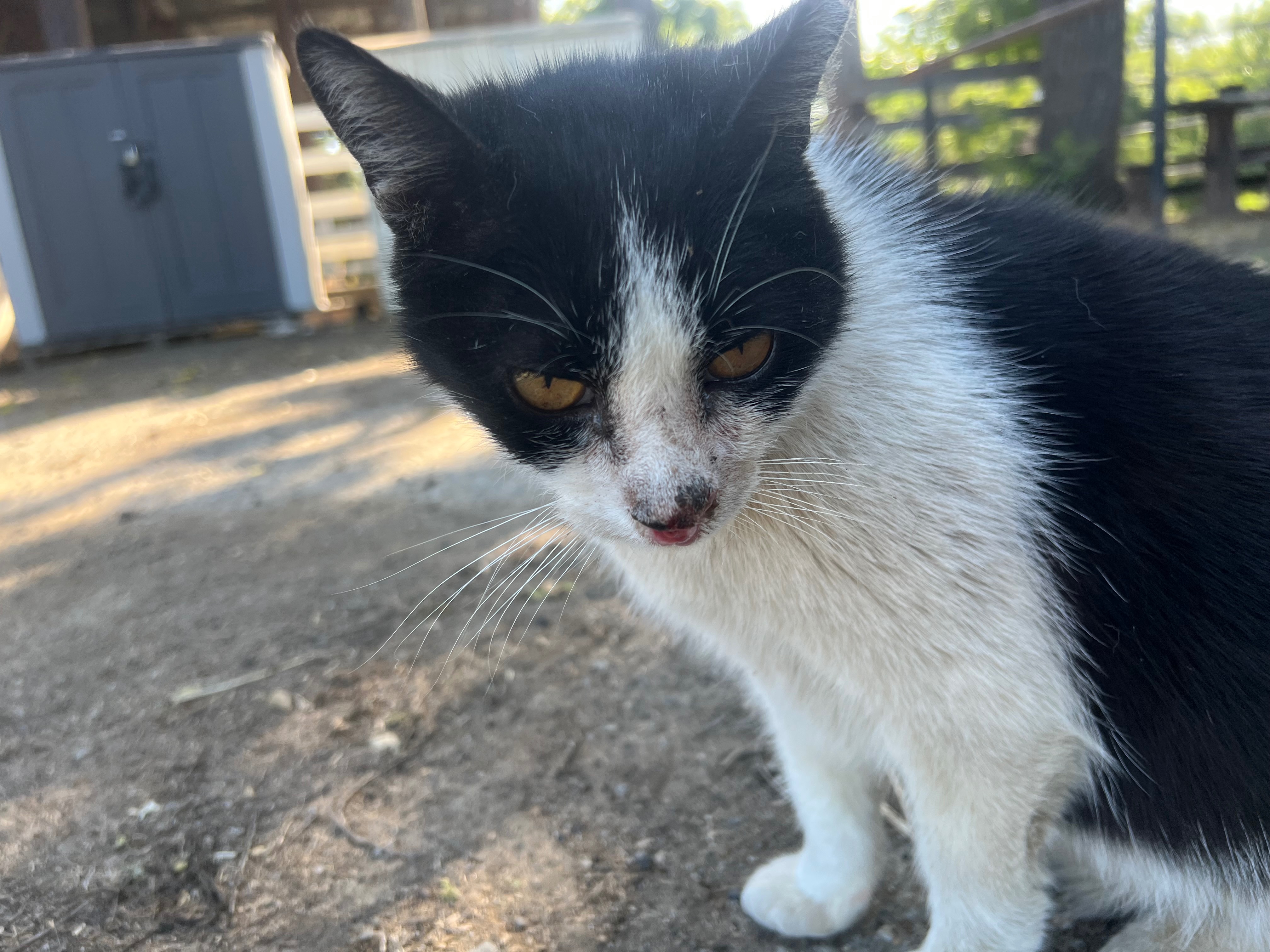 Help Maxie, Our Beloved Barn Kitty, Get the Care She Needs campaign photo, 2 of 7