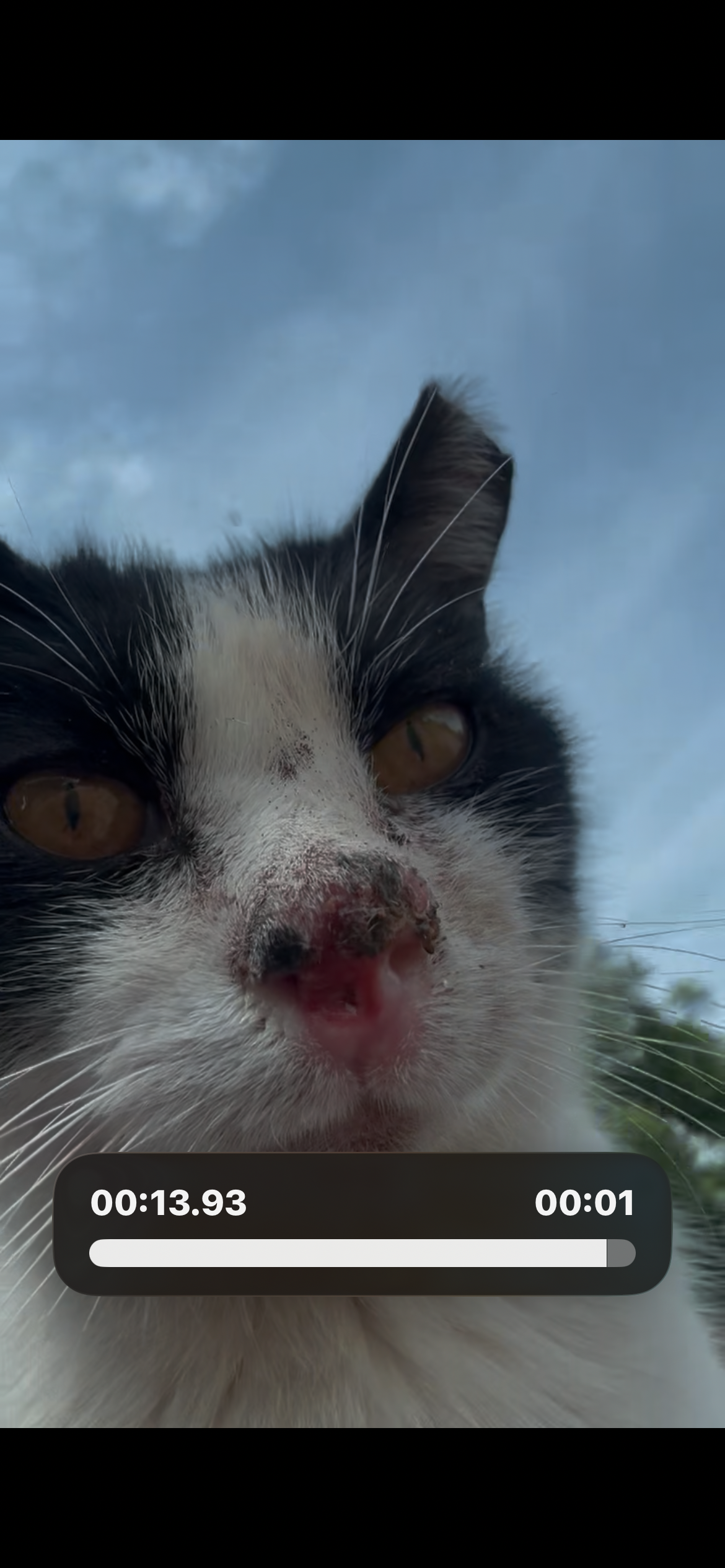 Help Maxie, Our Beloved Barn Kitty, Get the Care She Needs campaign photo, 4 of 7
