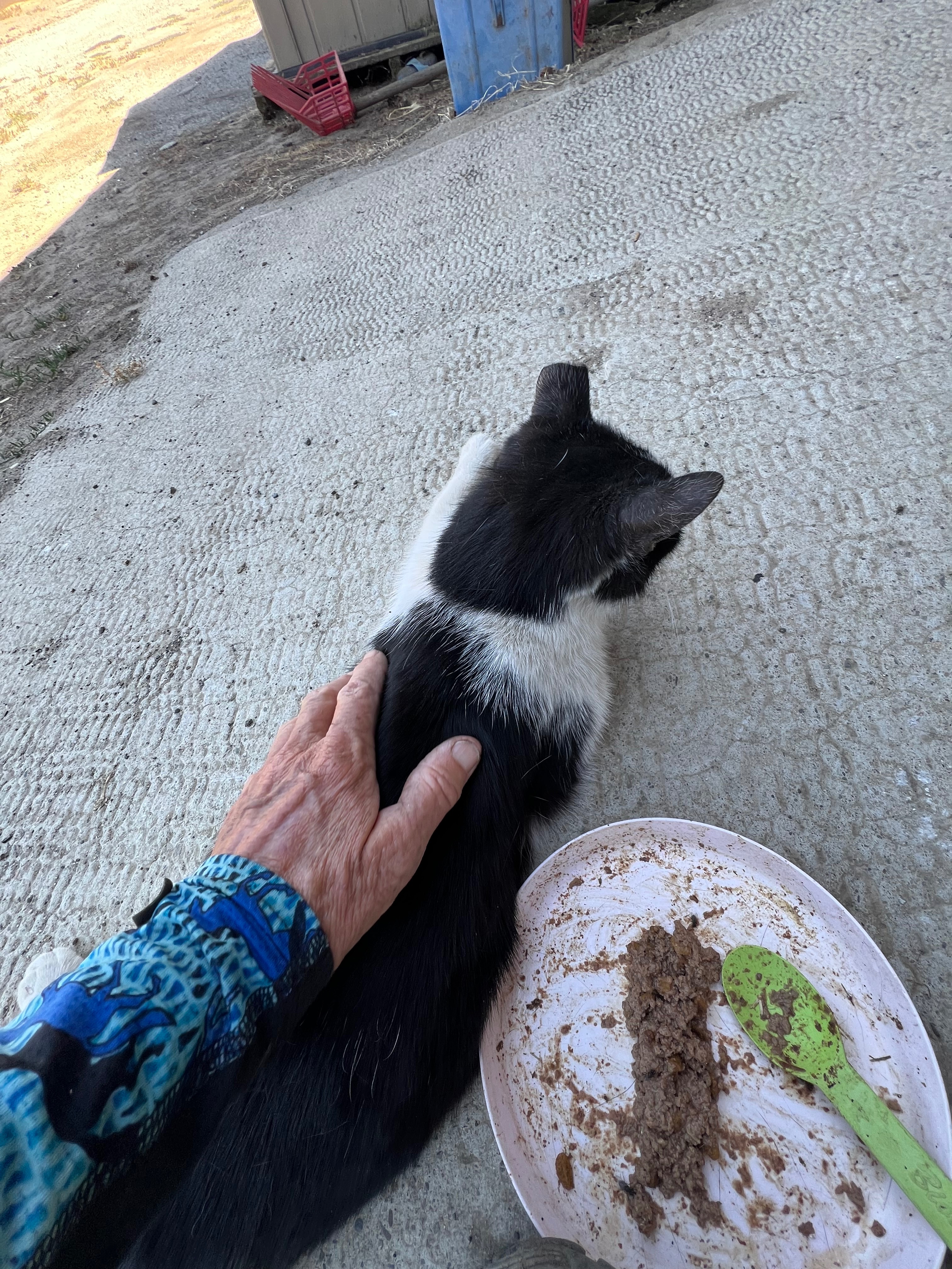 Help Maxie, Our Beloved Barn Kitty, Get the Care She Needs campaign photo, 5 of 7