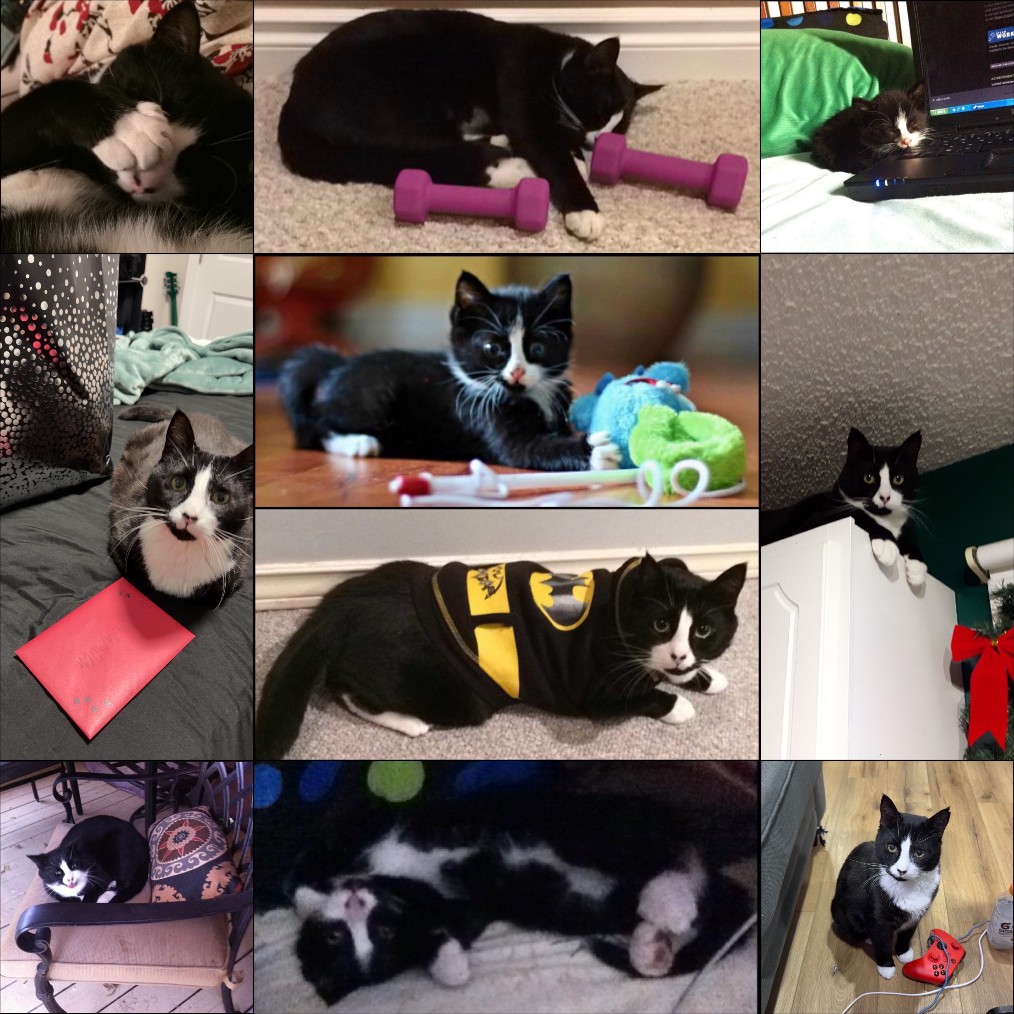Lucky Mittens vet debt  campaign photo, 7 of 8