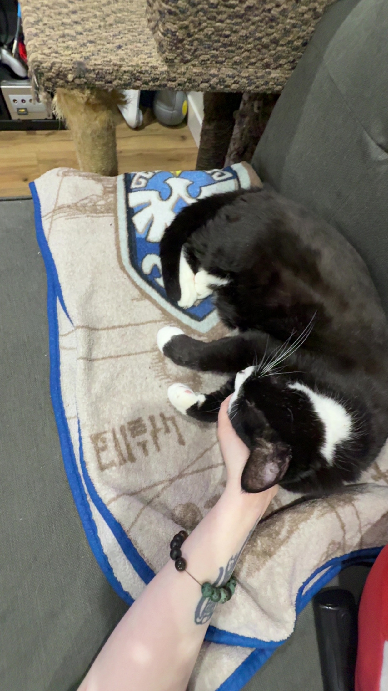 Lucky Mittens vet debt  campaign photo, 2 of 8