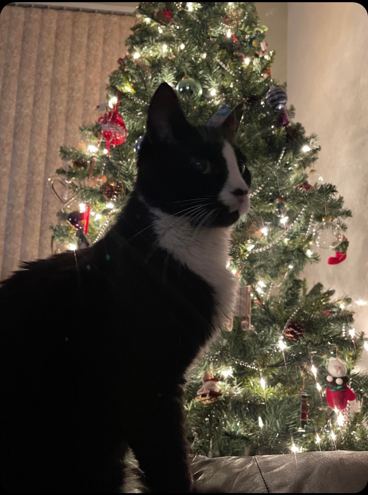 Lucky Mittens vet debt  campaign photo, 6 of 8