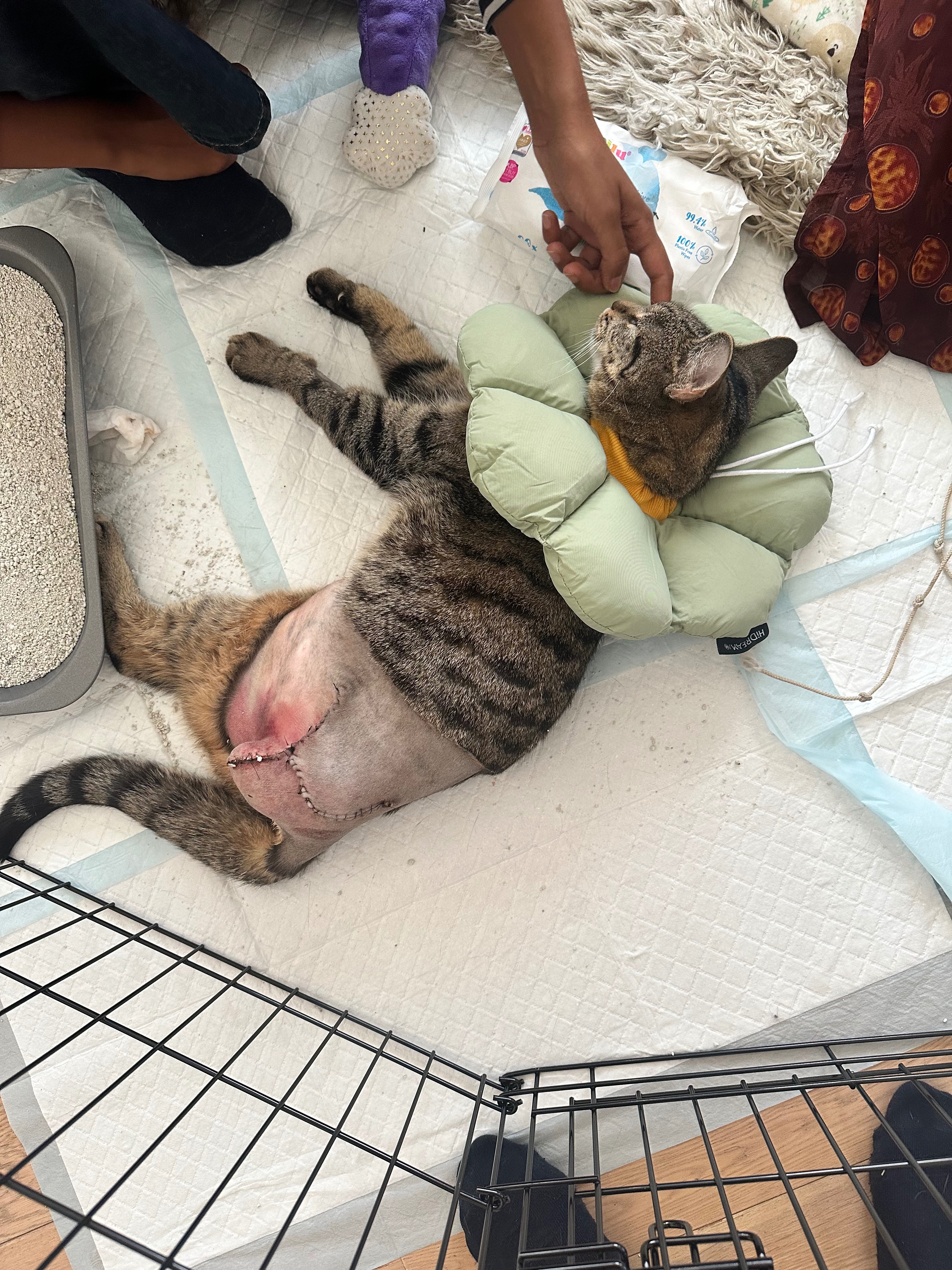 Rascal’s Second Chance — Emergency Surgery Fund campaign photo, 7 of 8