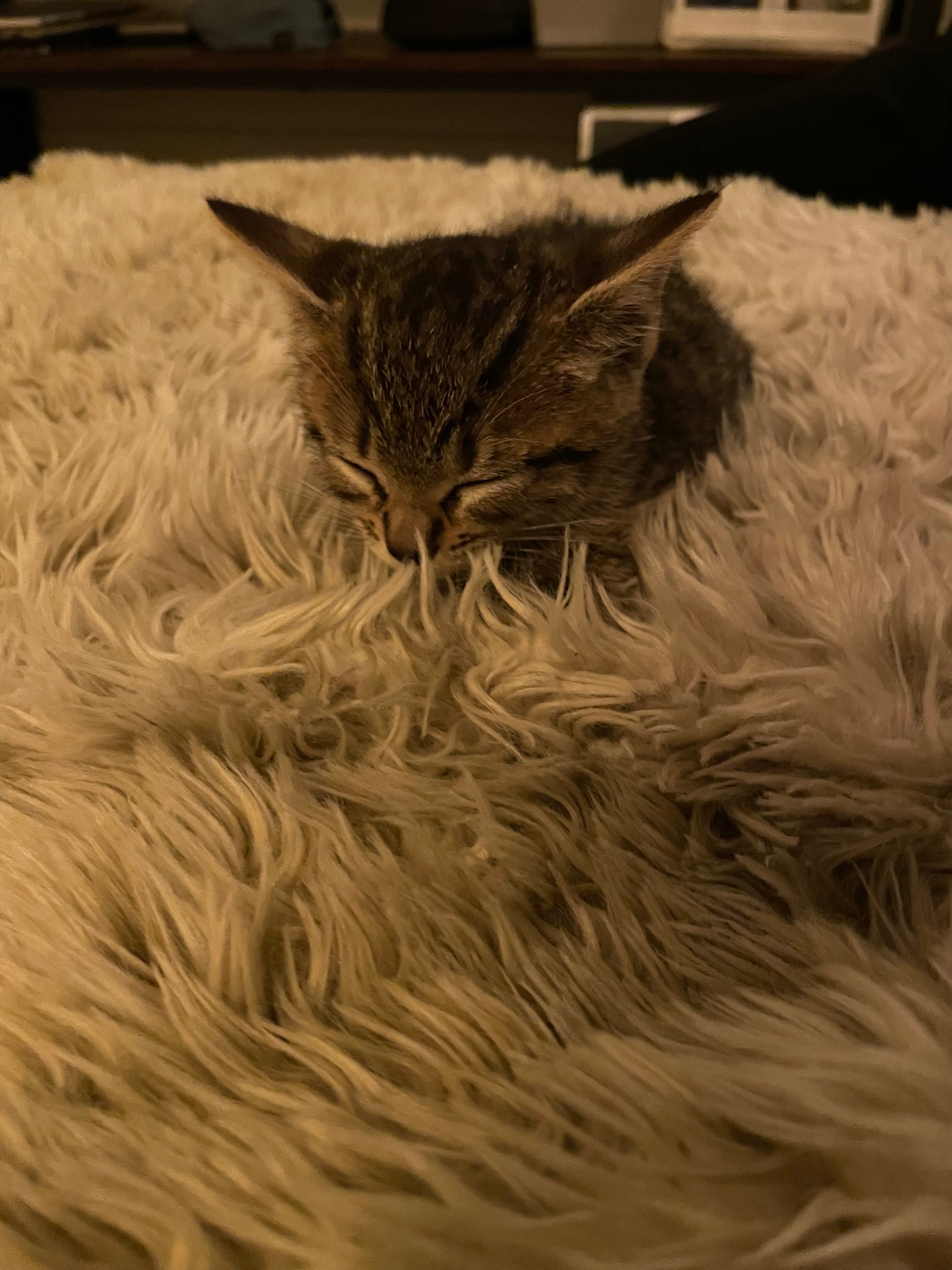 Rascal’s Second Chance — Emergency Surgery Fund campaign photo, 4 of 8