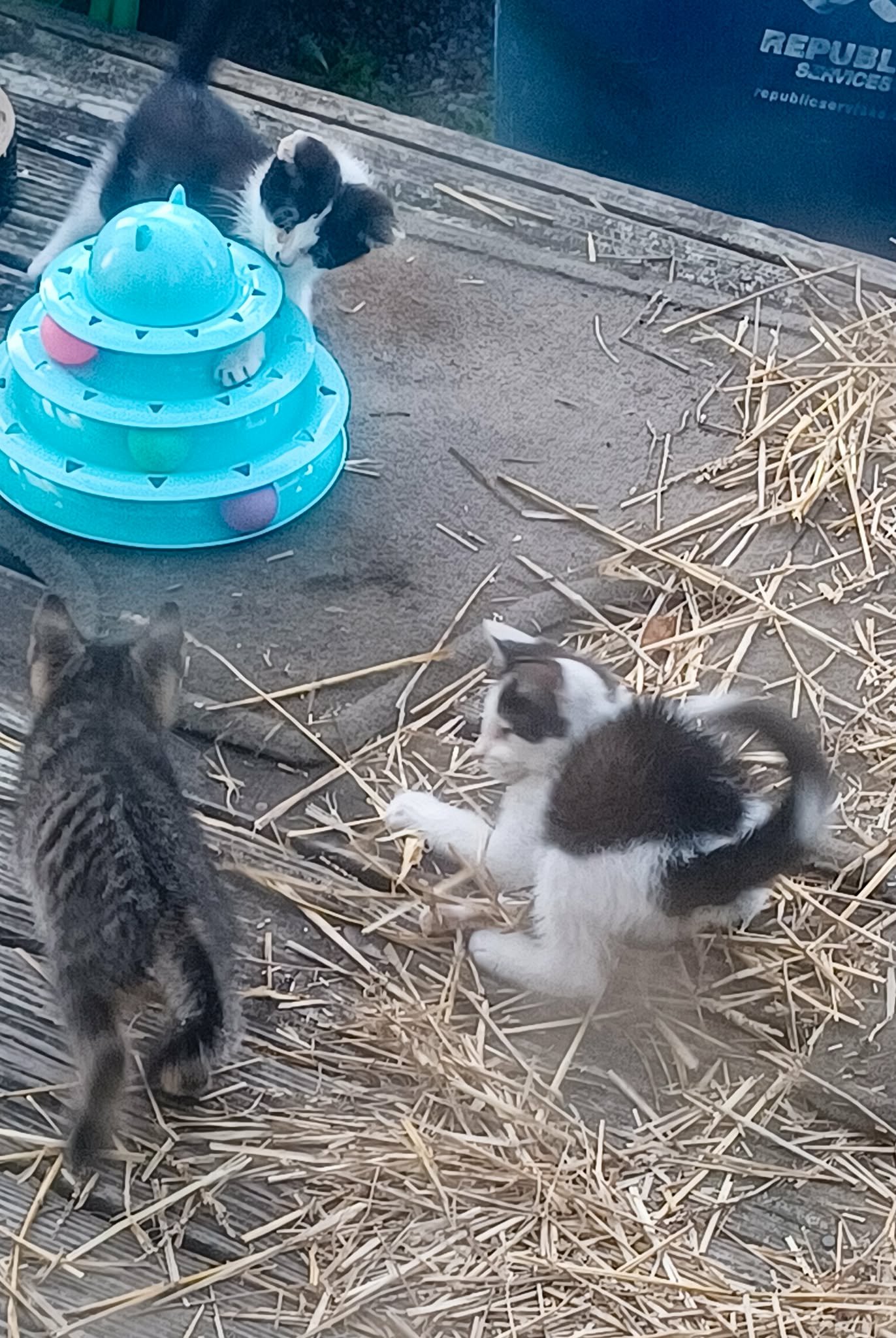 Help Five Abandoned Cats Find Safety campaign photo, 7 of 8