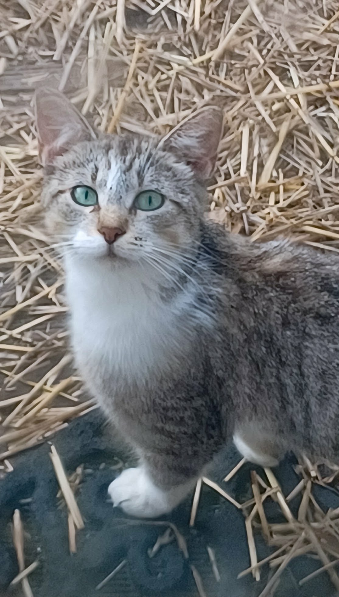 Help Five Abandoned Cats Find Safety campaign photo, 2 of 8
